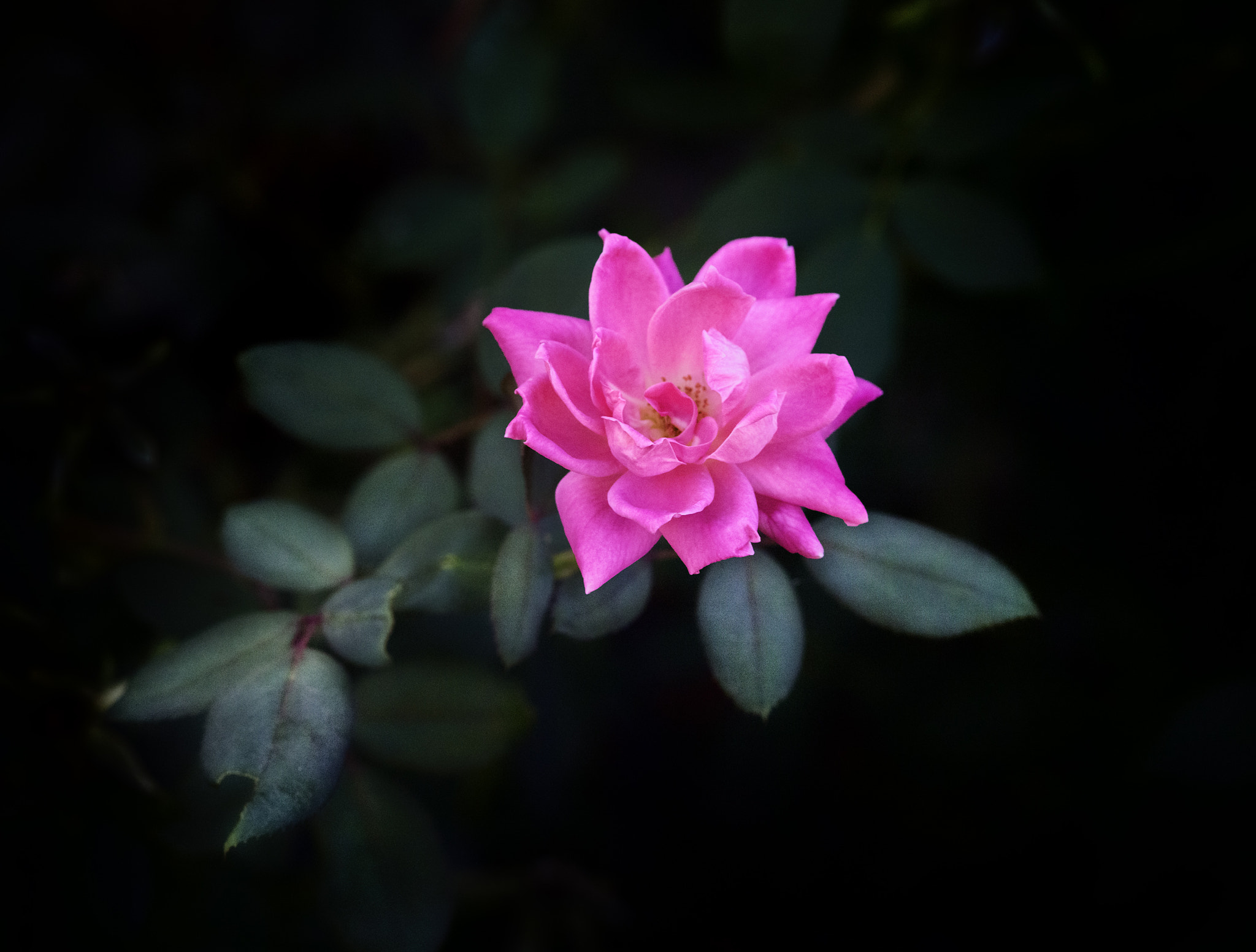 Phase One P65+ sample photo. Rose photography