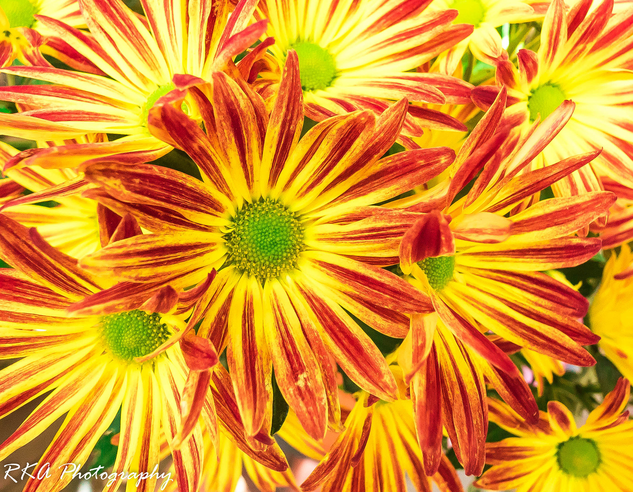 Panasonic Lumix G Vario 7-14mm F4 ASPH sample photo. Mums photography