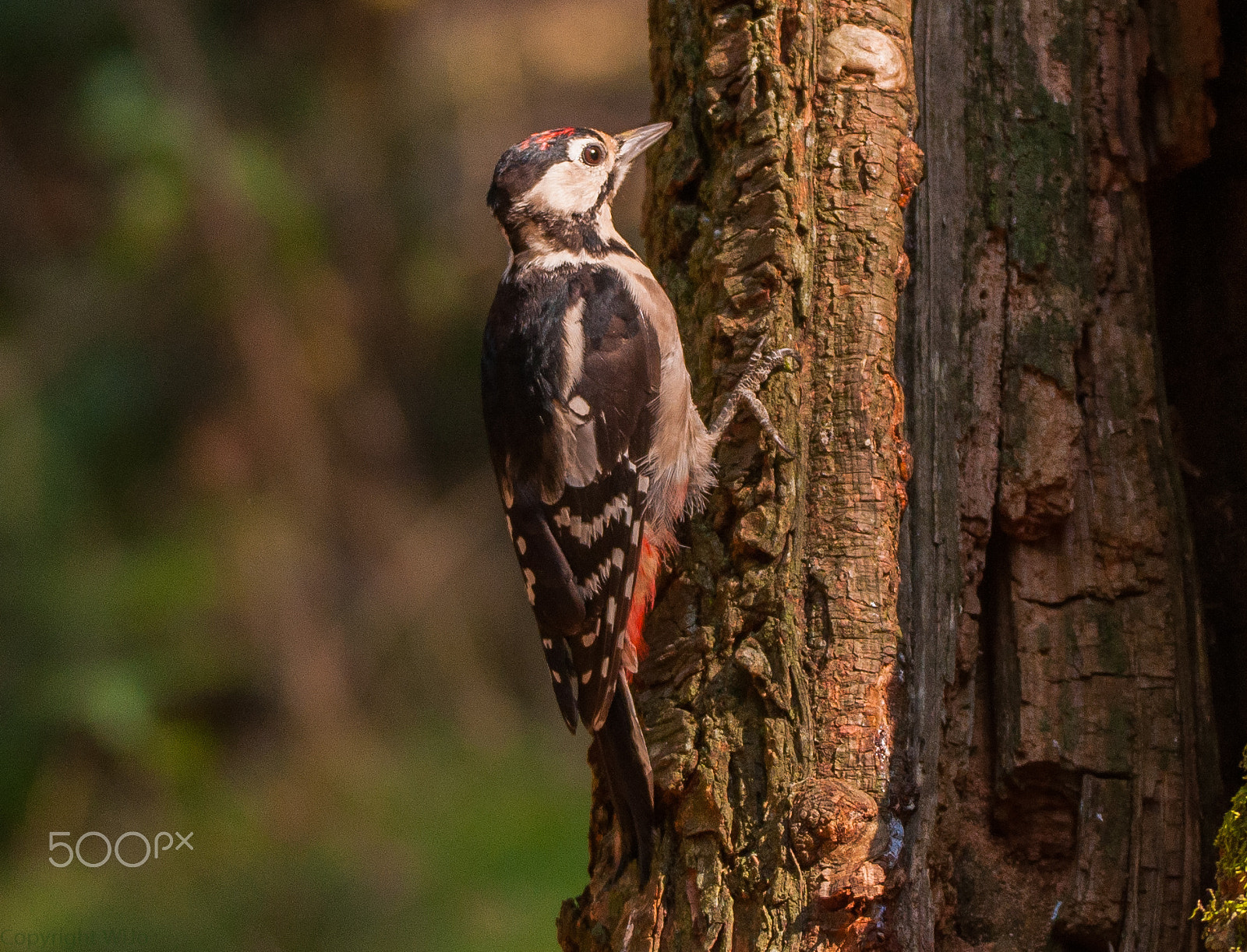 Sigma 150-600mm F5-6.3 DG OS HSM | C sample photo. Great spotted woodpecker / grote bonte specht photography