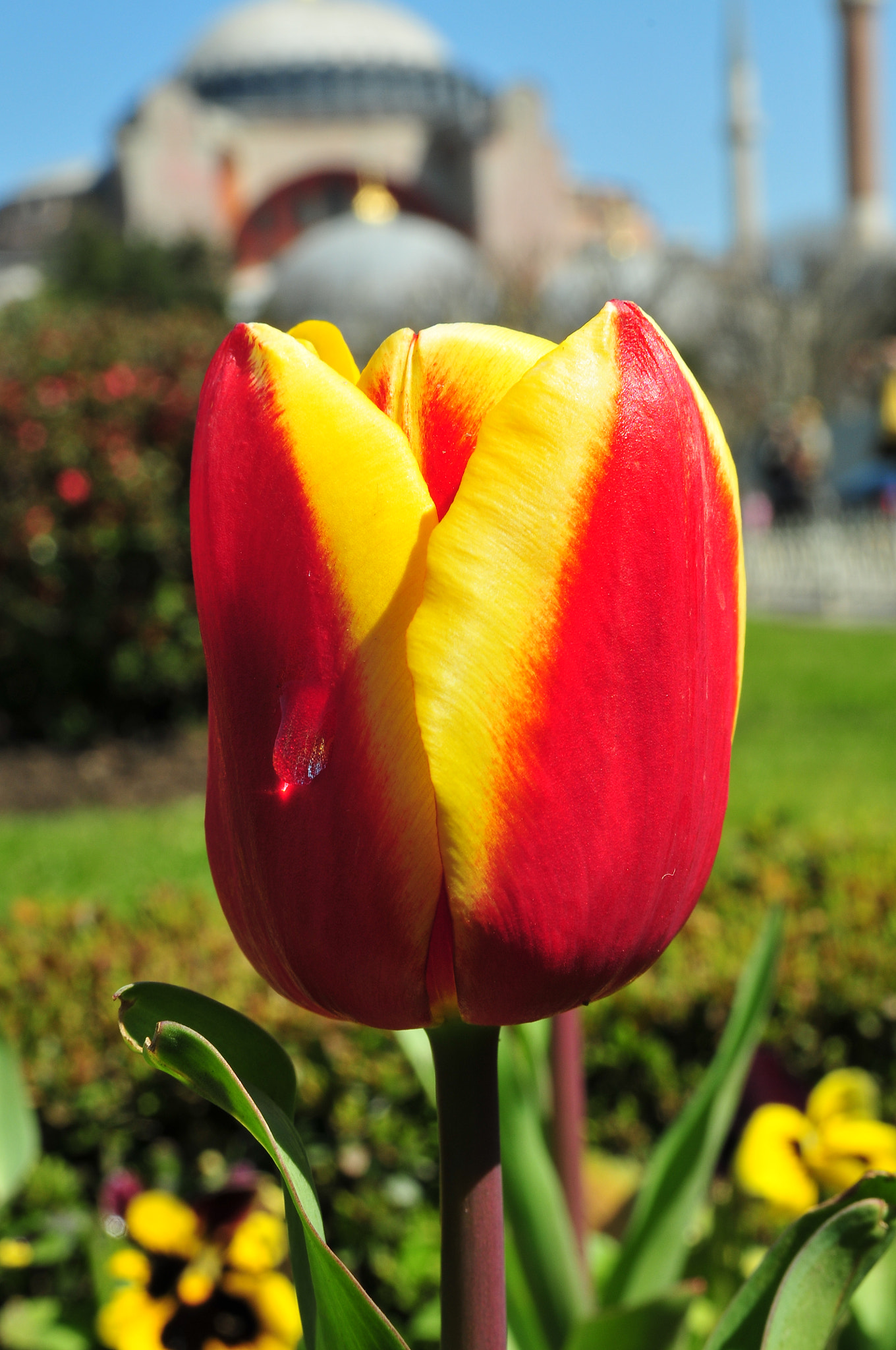 Nikon D300 + Sigma 18-50mm F2.8 EX DC Macro sample photo. Tulip macro photography