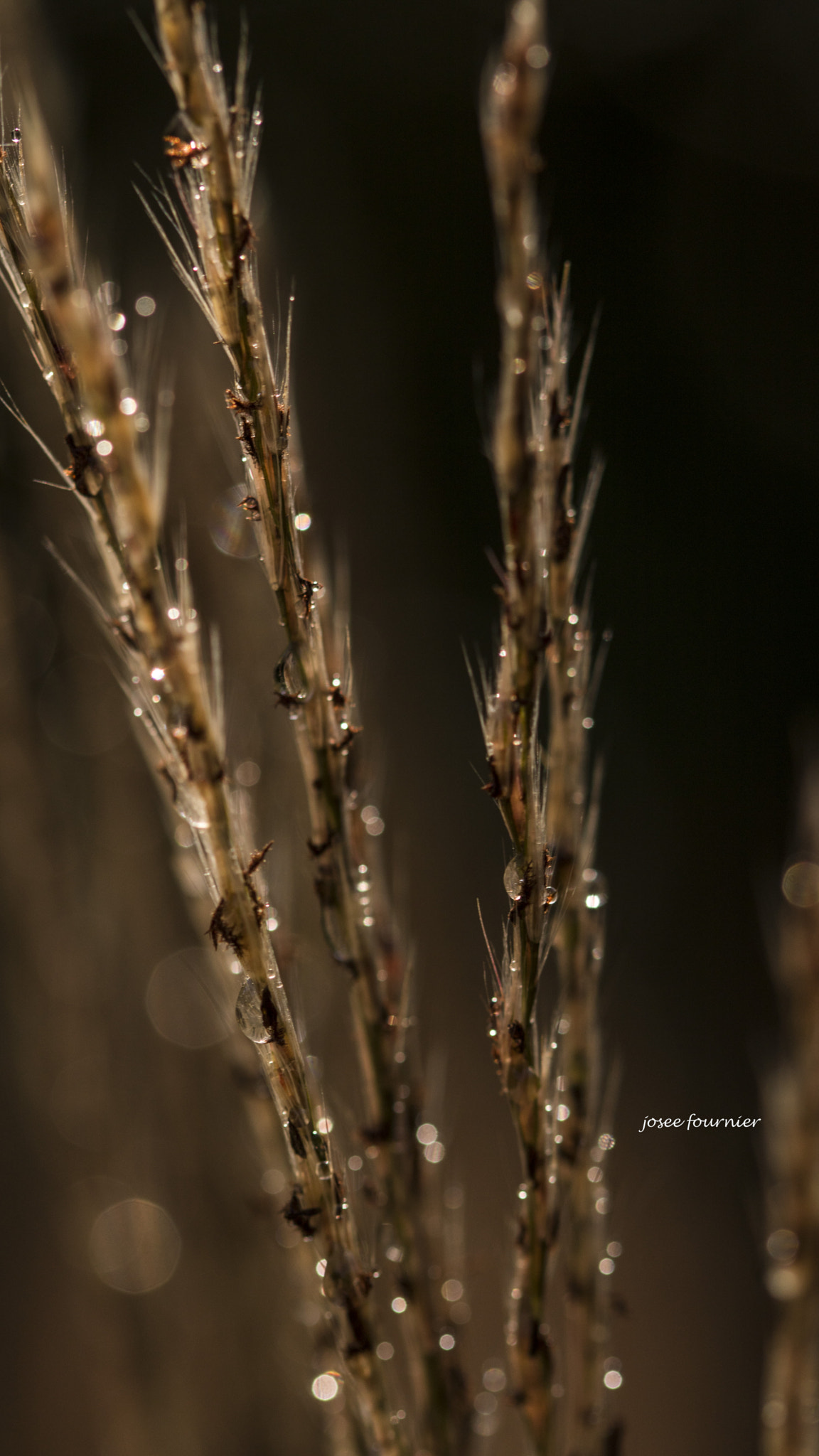 Canon EOS 760D (EOS Rebel T6s / EOS 8000D) sample photo. Gouttes photography