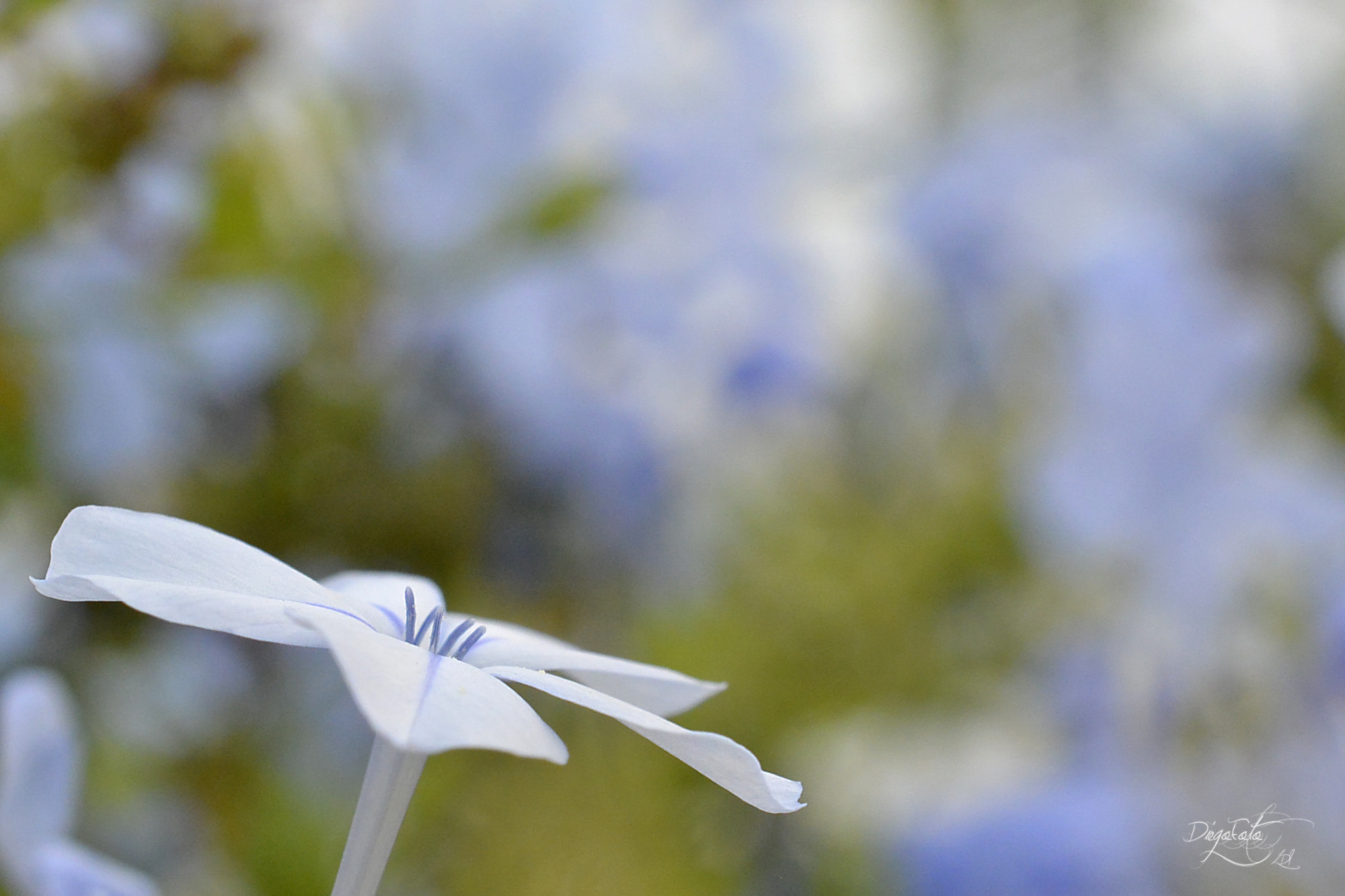 Nikon 1 V2 + 40mm f/2.8G sample photo. Plumbago auriculata photography