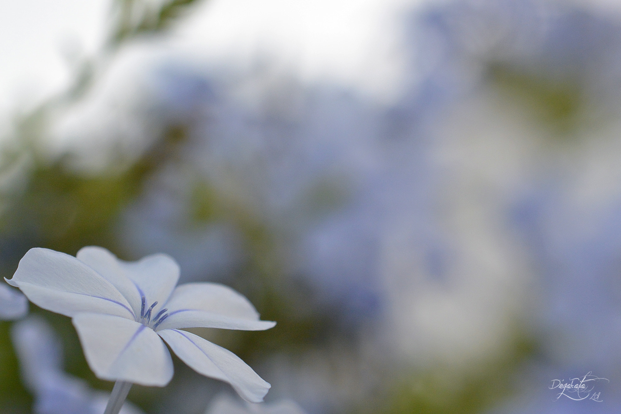 Nikon 1 V2 sample photo. Plumbago auriculata photography