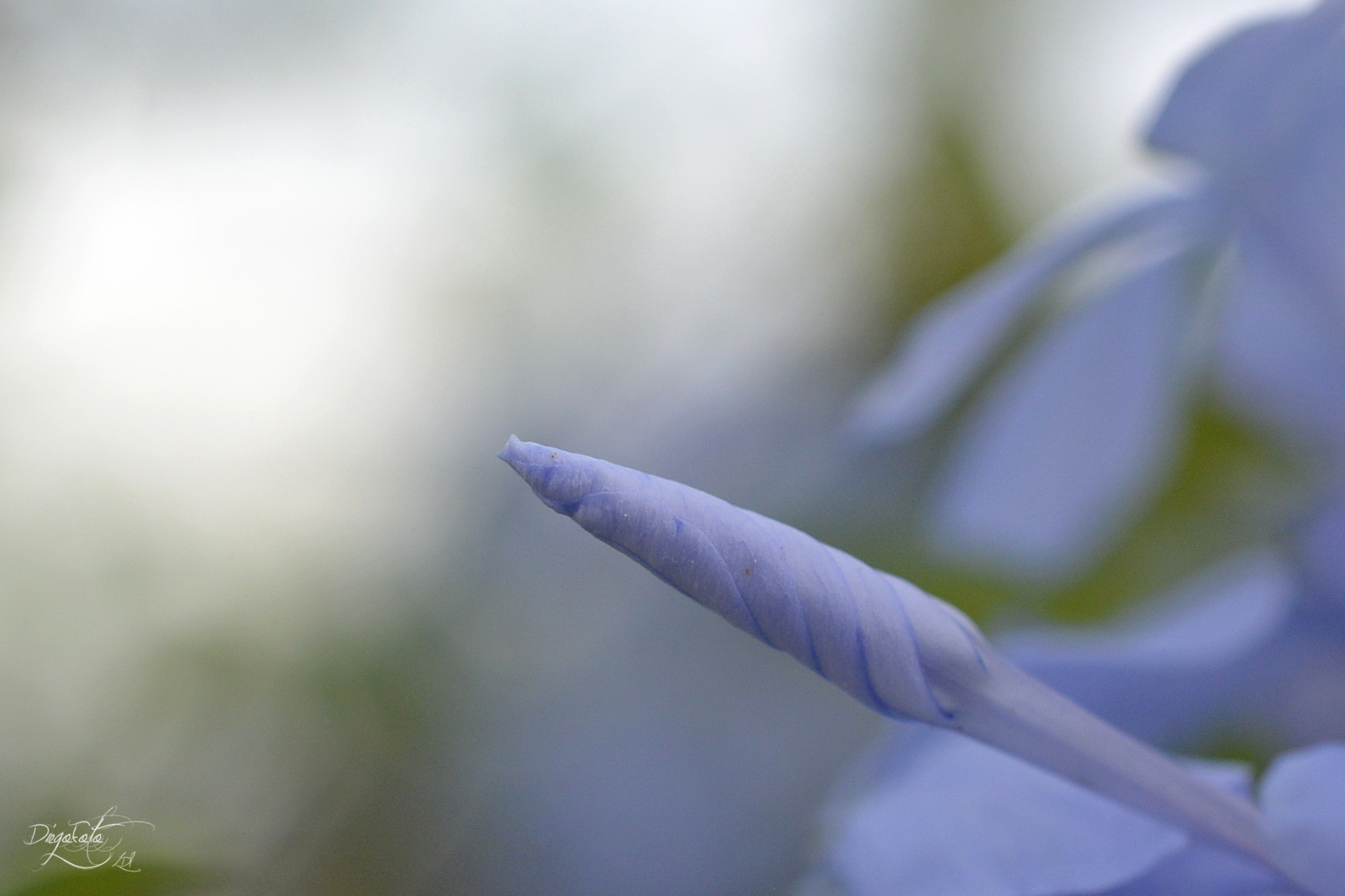 Nikon 1 V2 + 40mm f/2.8G sample photo. Plumbago auriculata photography