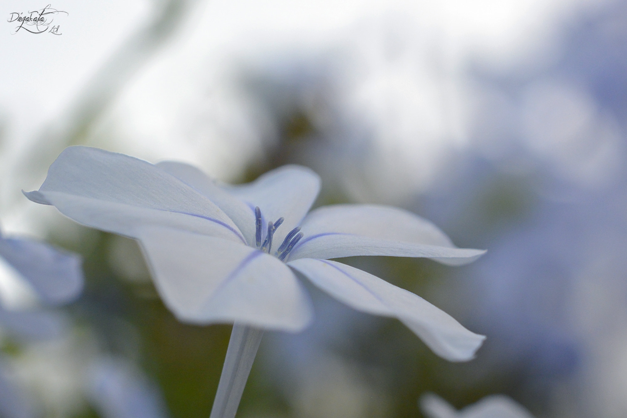 Nikon 1 V2 sample photo. Plumbago auriculata photography