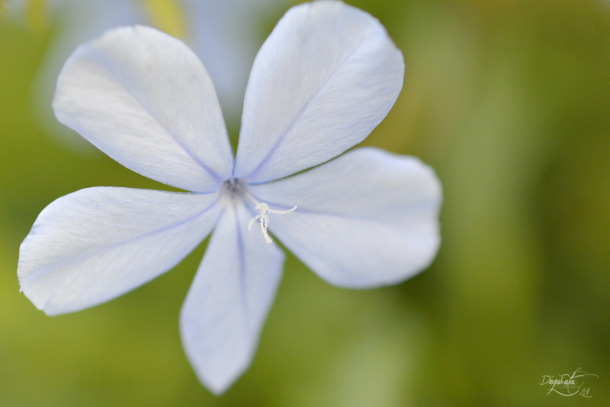 Nikon 1 V2 sample photo. Plumbago auriculata photography