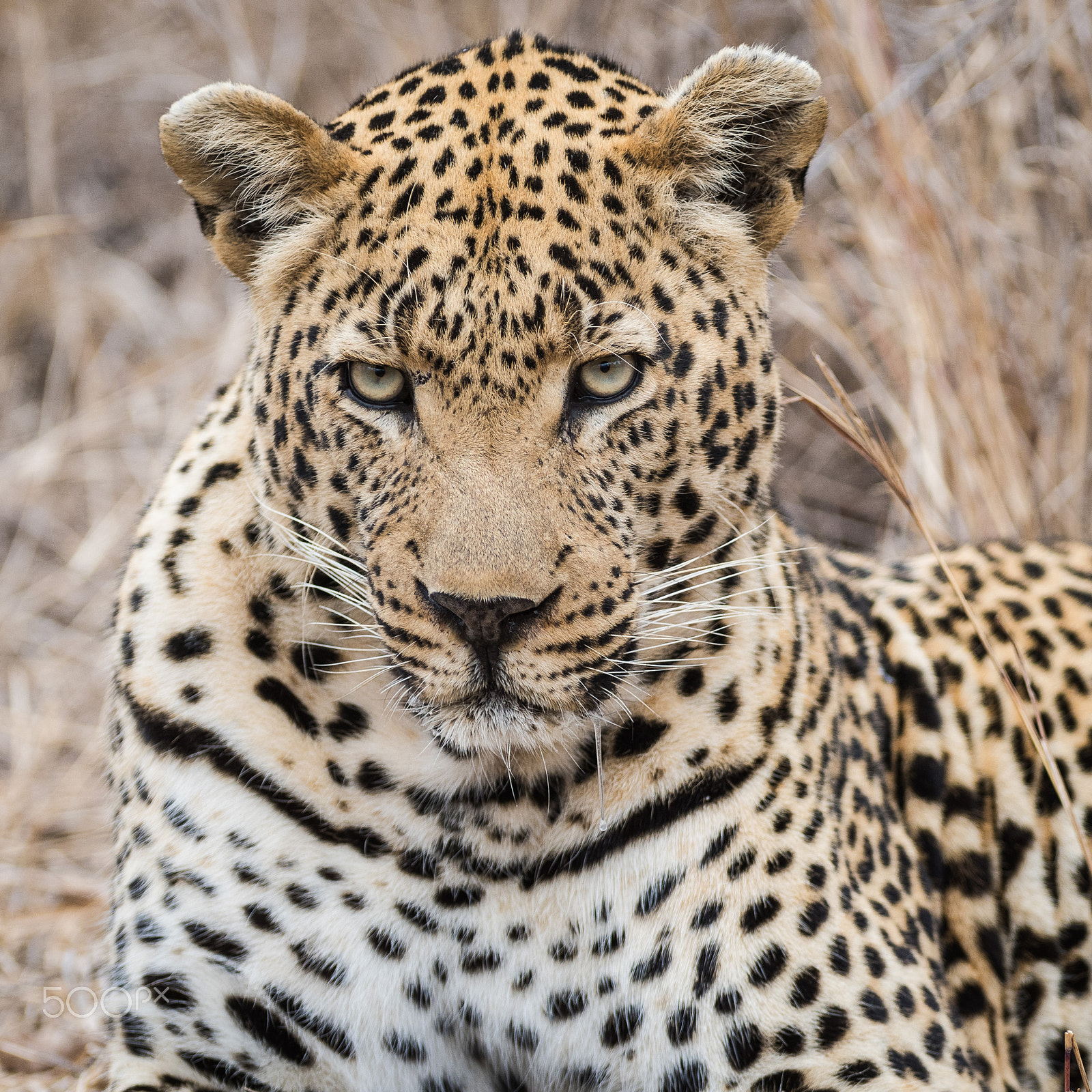 Nikon AF-S Nikkor 300mm F2.8G ED-IF VR sample photo. The look photography