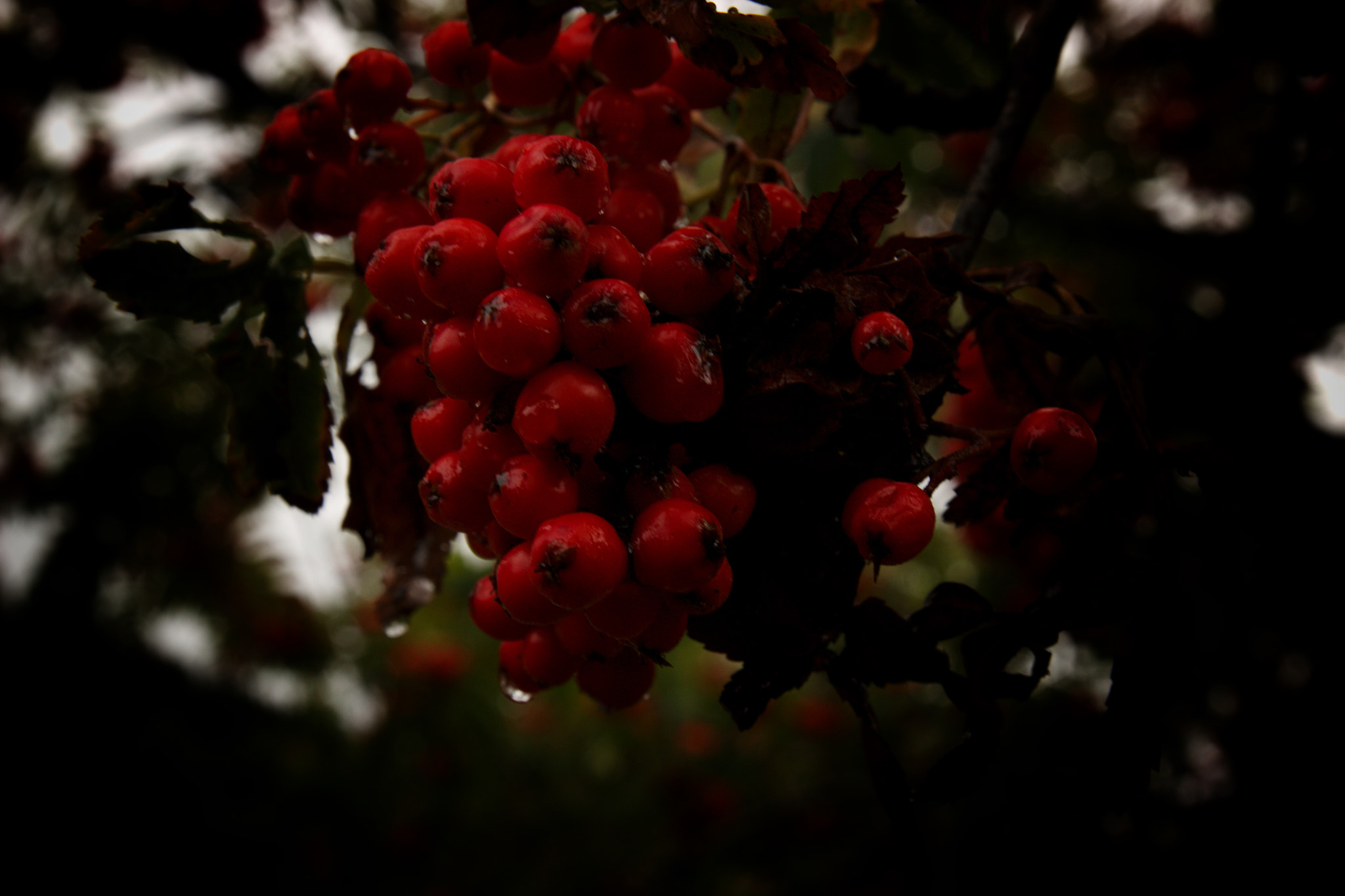 Canon 17-50mm sample photo. "redberry" is a new color photography