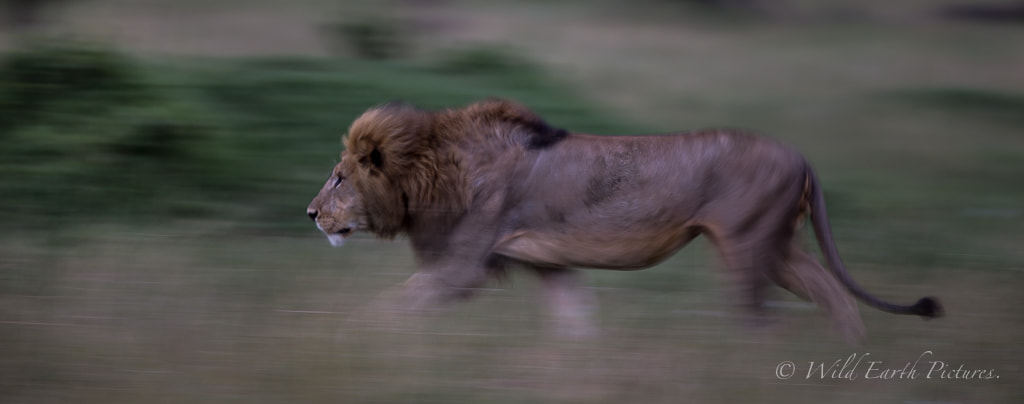 Canon EOS-1D X + Canon EF 500mm F4L IS II USM sample photo. Lion at a 6th photography