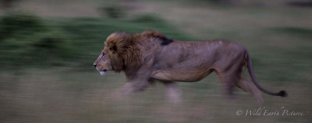 Canon EF 500mm F4L IS II USM sample photo. Lion at a 6th photography