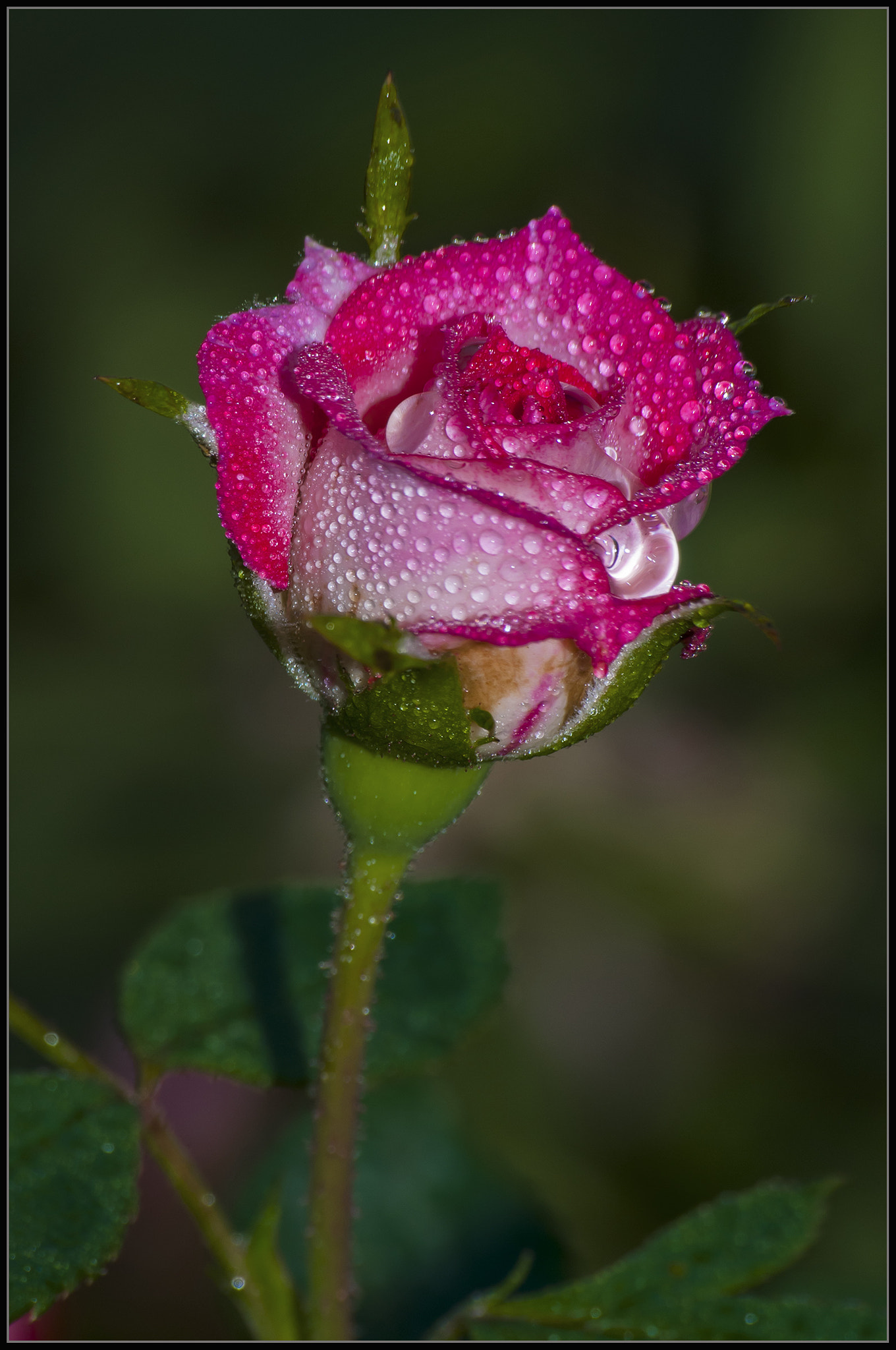 Nikon D300 sample photo. Minutare rose photography
