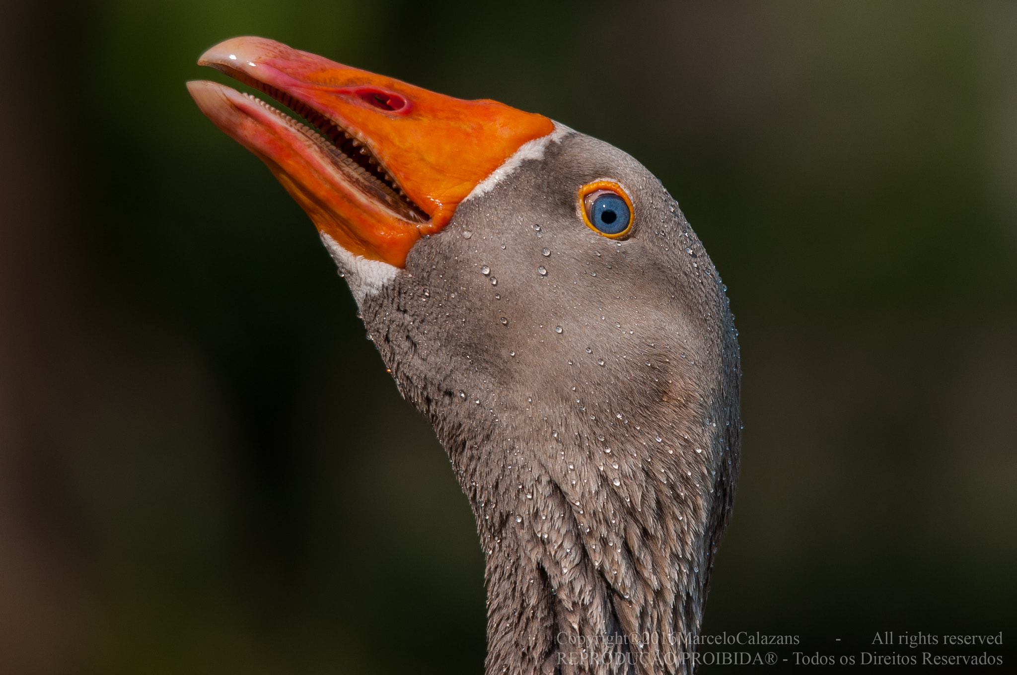 Sigma 150-500mm F5-6.3 DG OS HSM sample photo. Goose photography