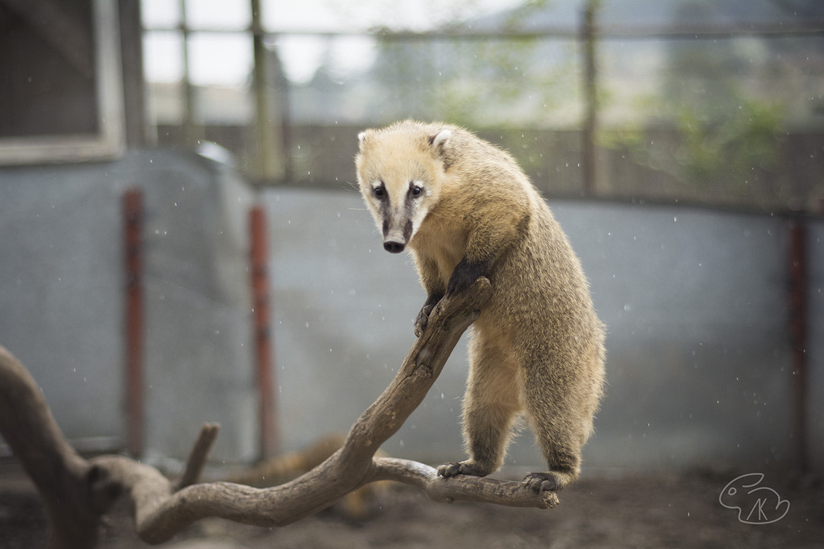 Nikon D5200 + AF Nikkor 50mm f/1.8 sample photo. South american coati photography