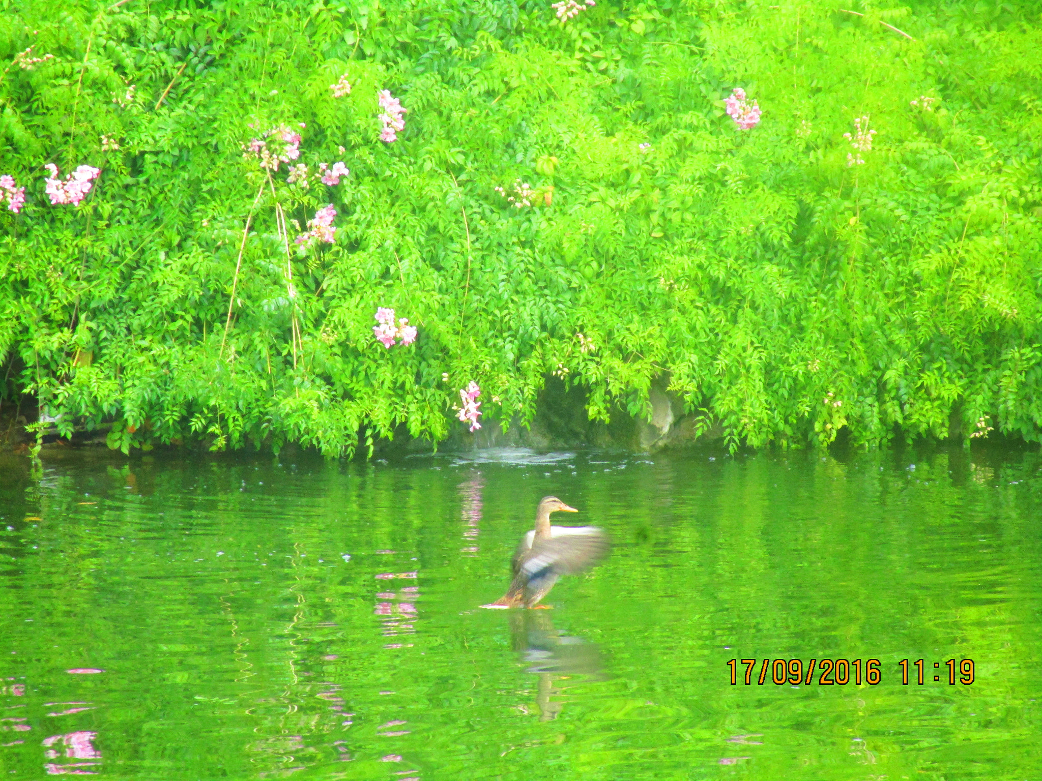 Canon PowerShot ELPH 150 IS (IXUS 155 / IXY 140) sample photo. Green lake photography