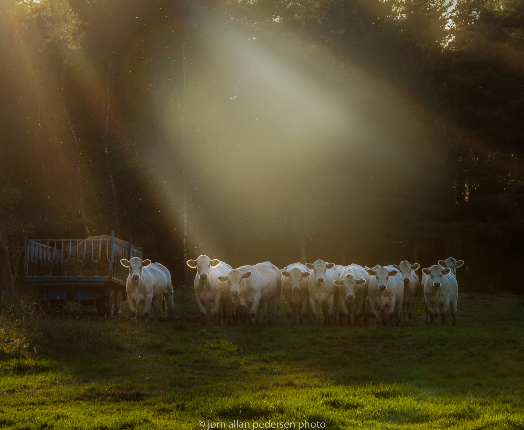 Nikon D3S sample photo. Holy cow! photography