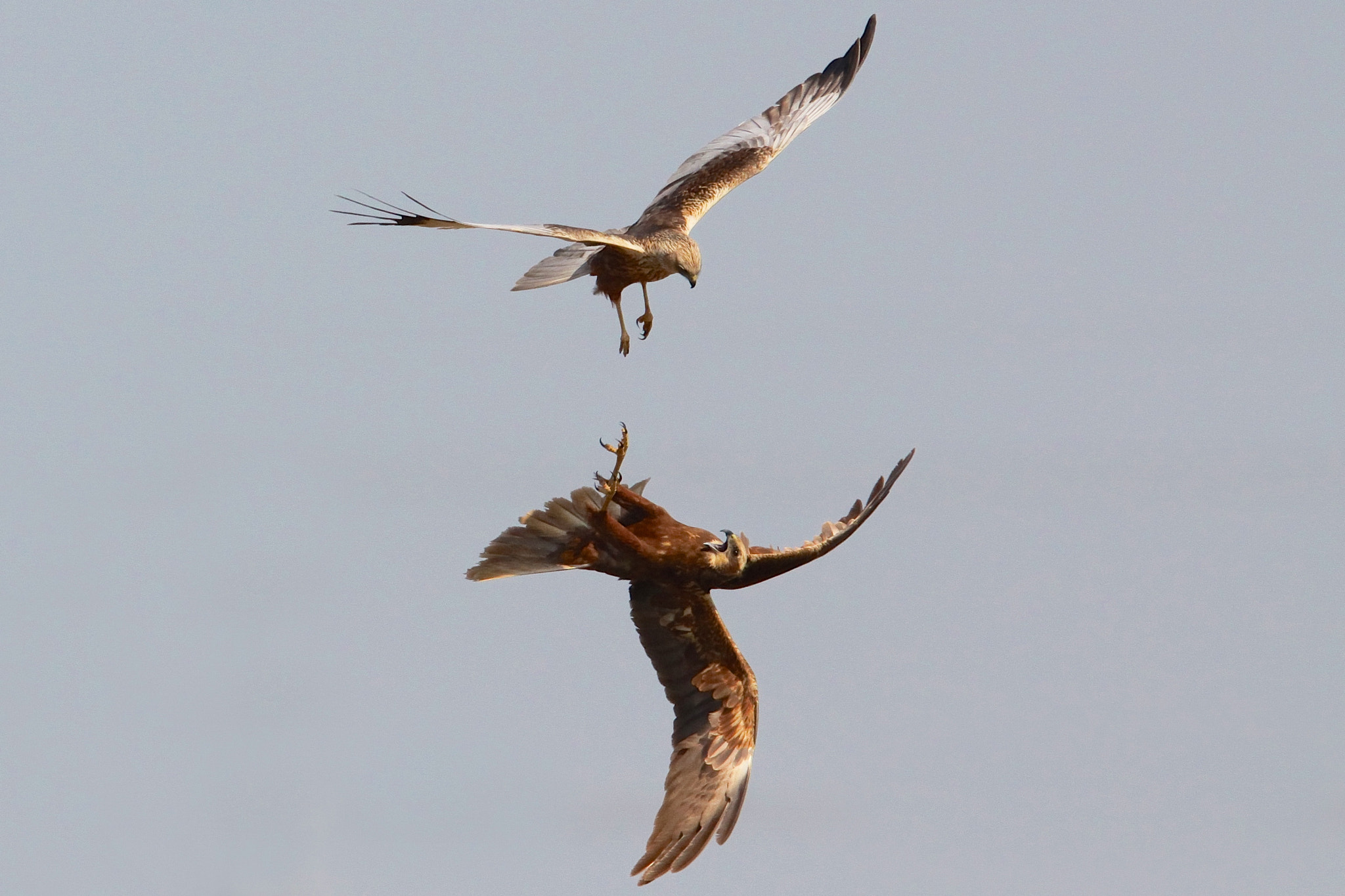 Canon EOS 50D + Canon EF 500mm F4L IS USM sample photo. Western marsh harrier, courtship behavior, assendelft, netherlands. photography