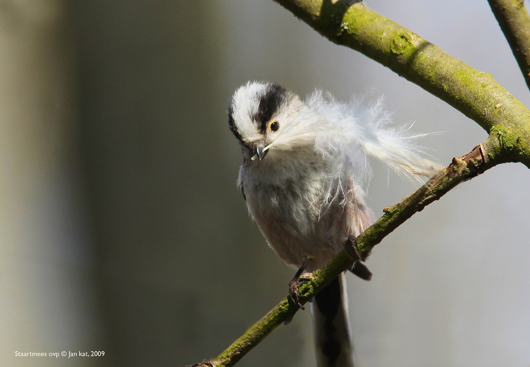 Canon EF 500mm F4L IS USM sample photo. Tailed tit with nesting material photography