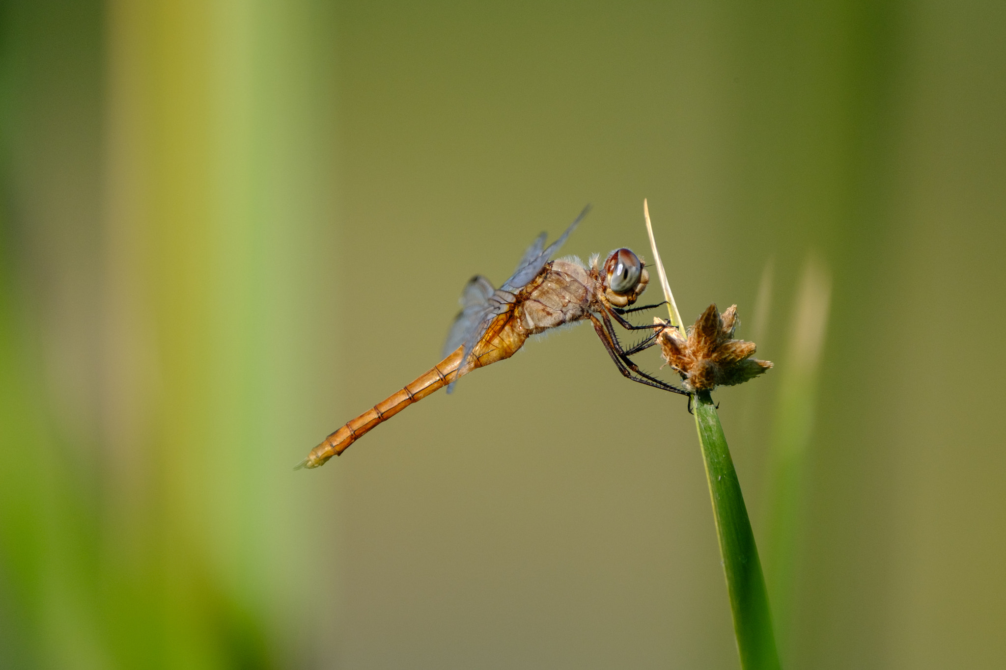 XF100-400mmF4.5-5.6 R LM OIS WR + 1.4x sample photo. Dragonfly photography