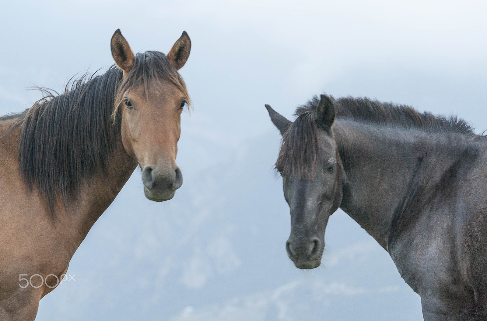 Canon EOS 1000D (EOS Digital Rebel XS / EOS Kiss F) sample photo. Horses photography