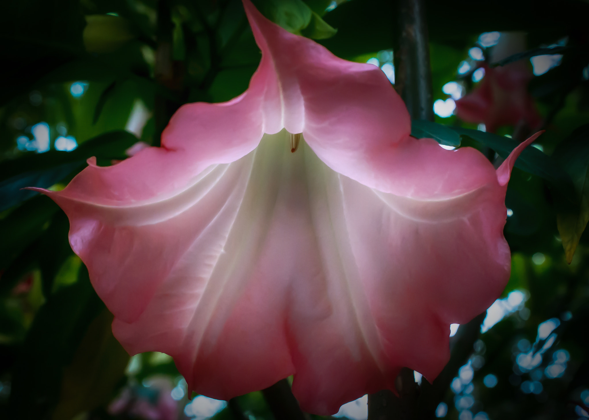 Nikon AF-S DX Micro Nikkor 40mm F2.8 sample photo. Angle's trumpet photography