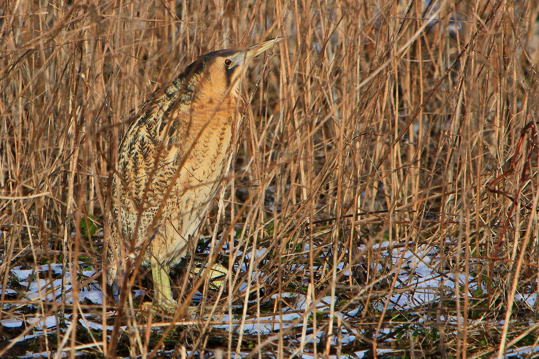 Canon EOS 5D Mark II + Canon EF 70-200mm F2.8L IS USM sample photo. Bittern camouflage, zaandam, netherlands photography