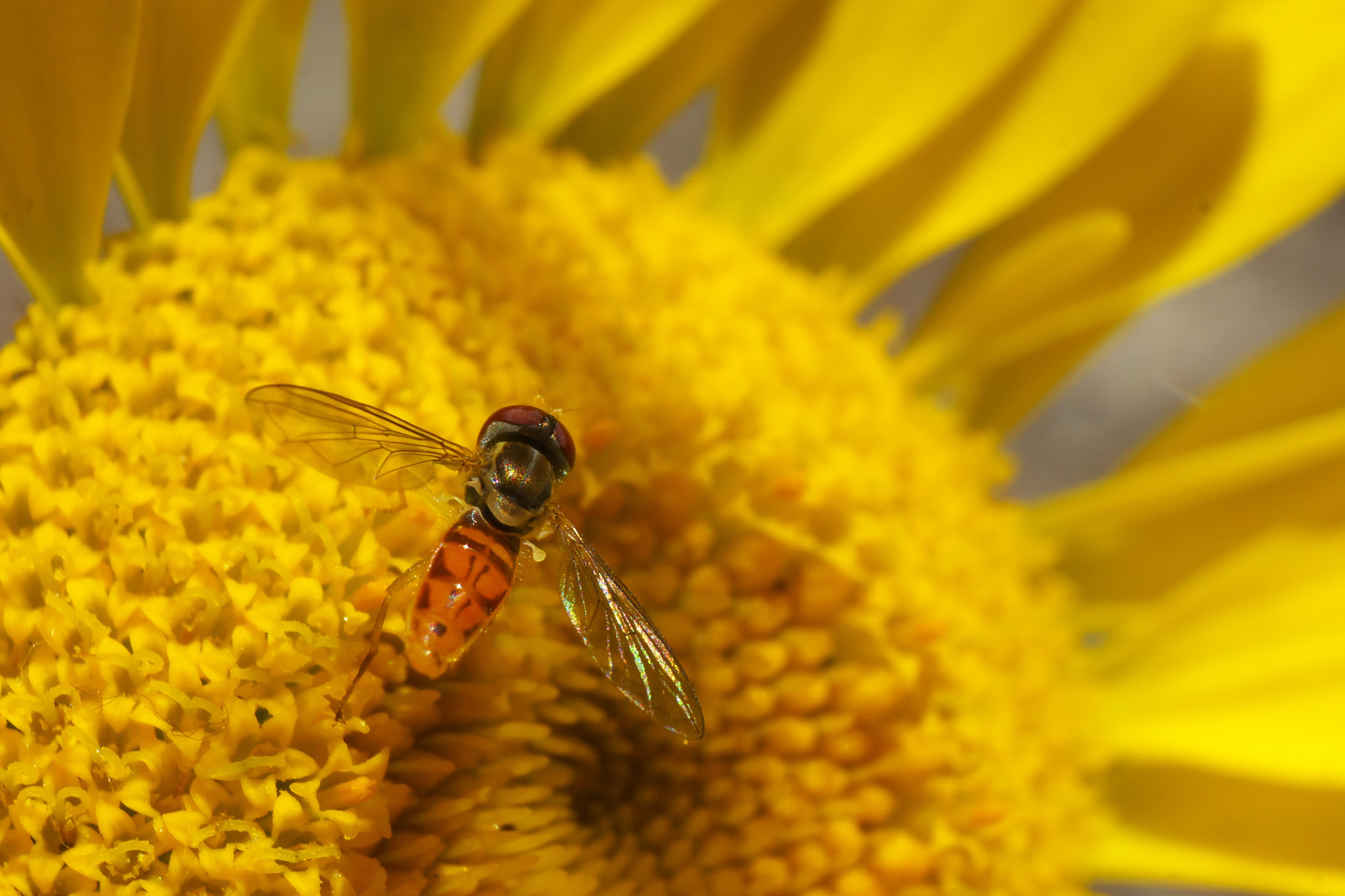 Fujifilm X-A1 + Fujifilm XF 55-200mm F3.5-4.8 R LM OIS sample photo. Hoverfly 2016.07.03 photography