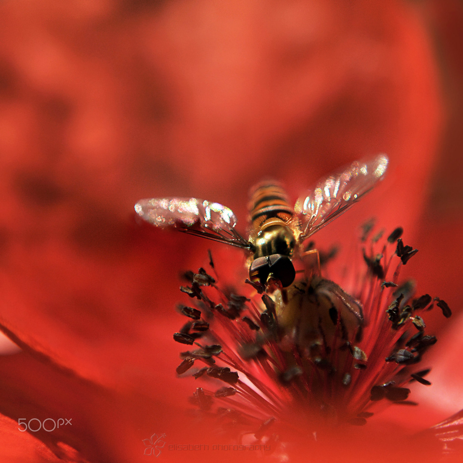 Nikon AF-S Micro-Nikkor 60mm F2.8G ED sample photo. Trust yourself and you will know how to live photography