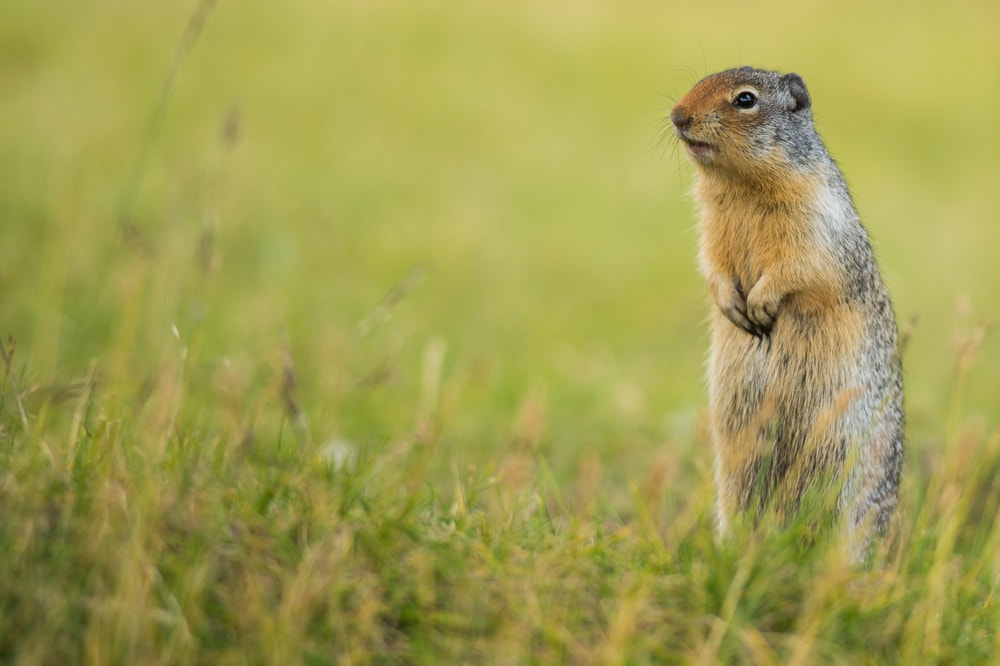 Nikon D600 + Nikon AF-S Nikkor 300mm F4D ED-IF sample photo. Ground squirrel photography