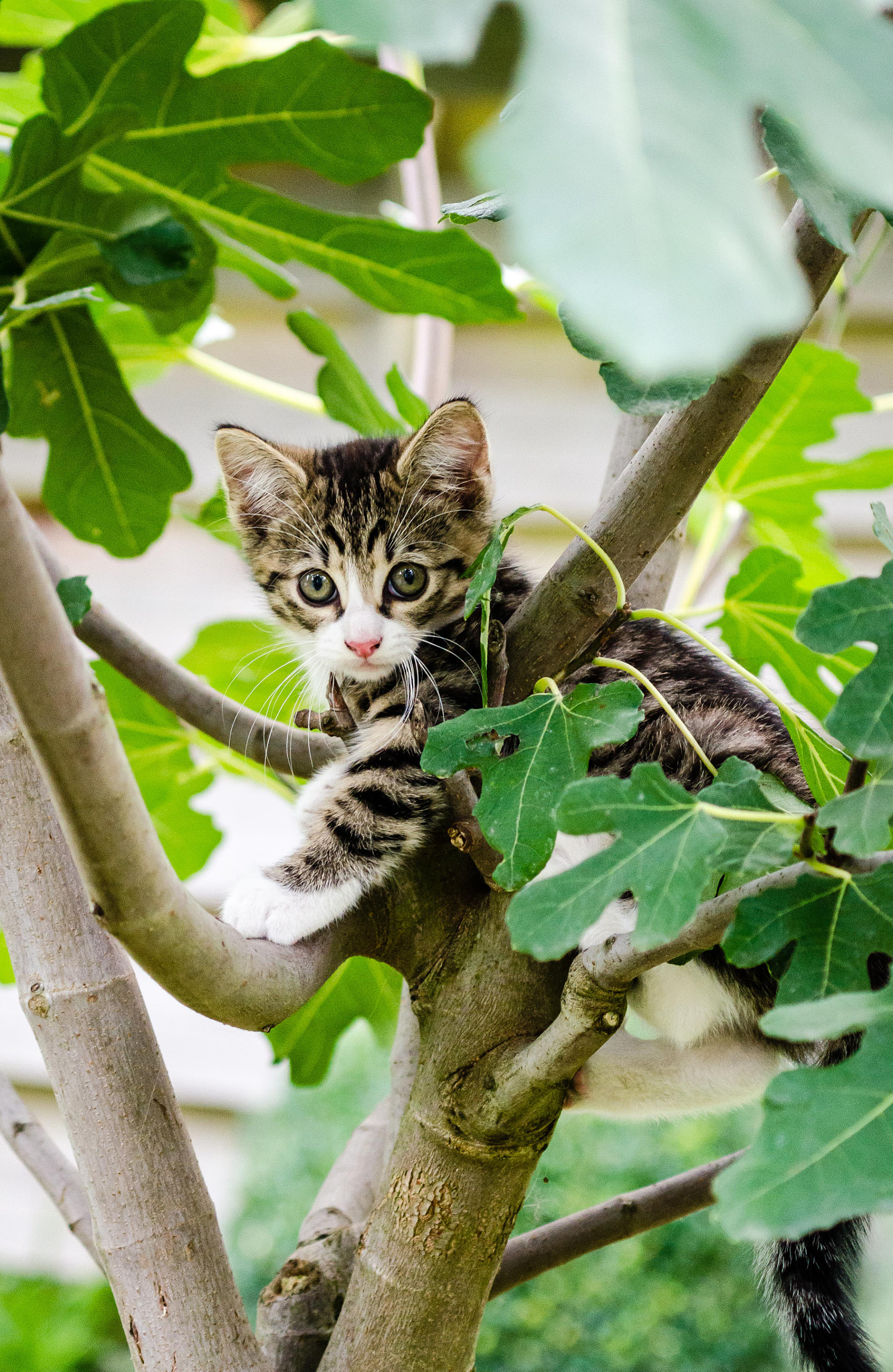 AF Zoom-Nikkor 75-240mm f/4.5-5.6D sample photo. Up in a tree photography