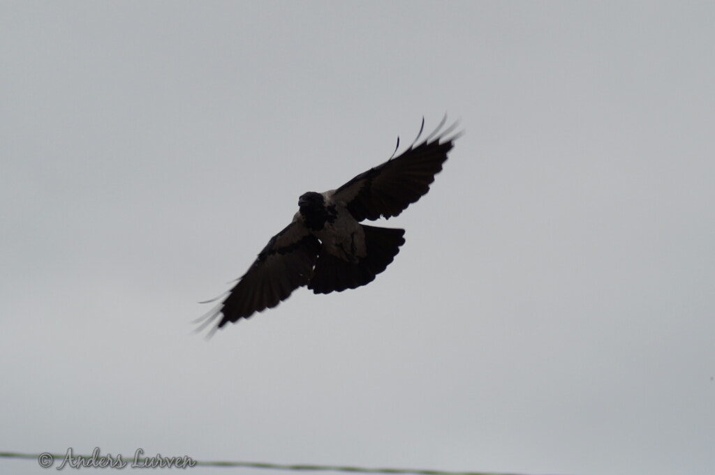 Sony SLT-A58 + Tamron Lens (255) sample photo. Crow photography