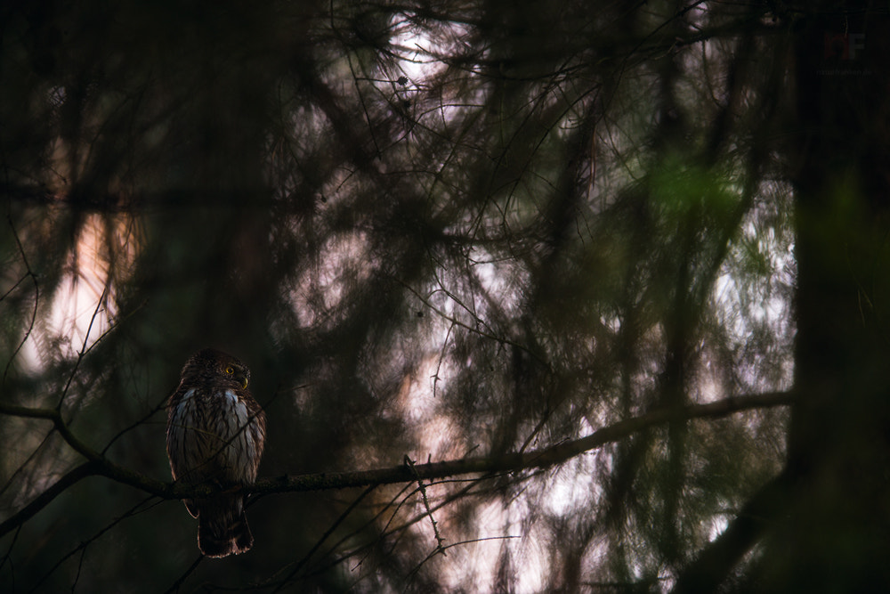 Nikon AF-S Nikkor 400mm F2.8D ED-IF II sample photo. Light in the dark photography