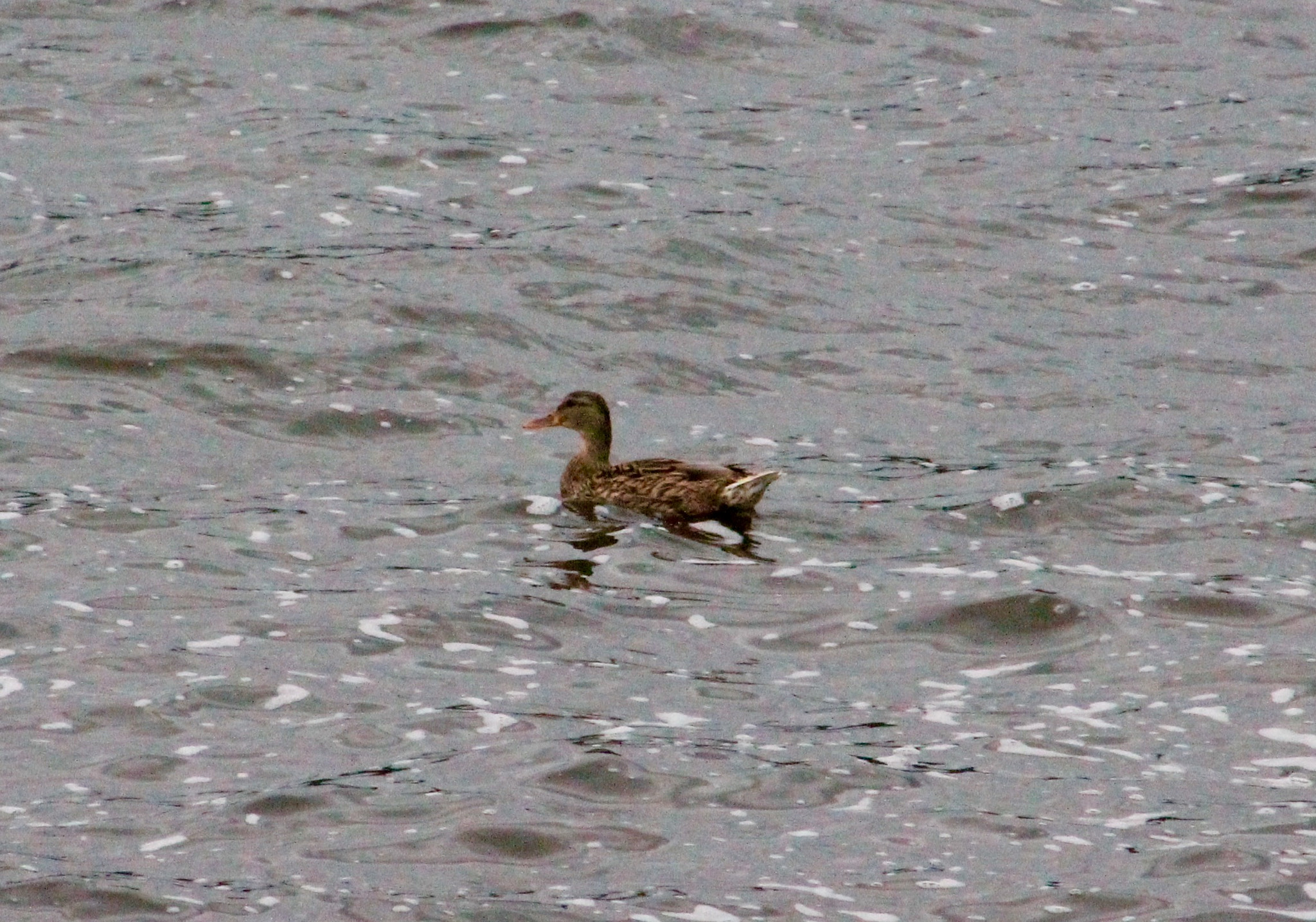 Canon EF75-300mm f/4-5.6 sample photo. Solitary duck on blithfield photography