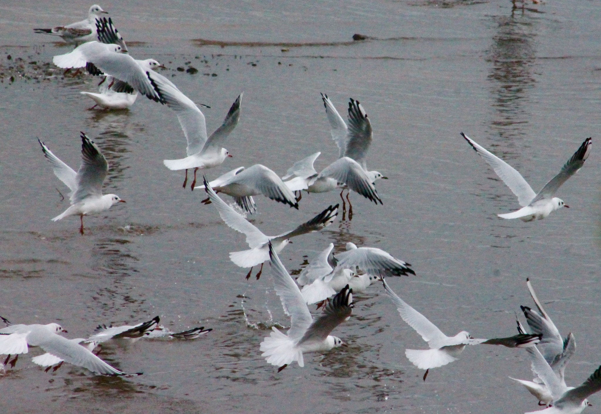 Canon EF75-300mm f/4-5.6 sample photo. Startled terns take flight photography