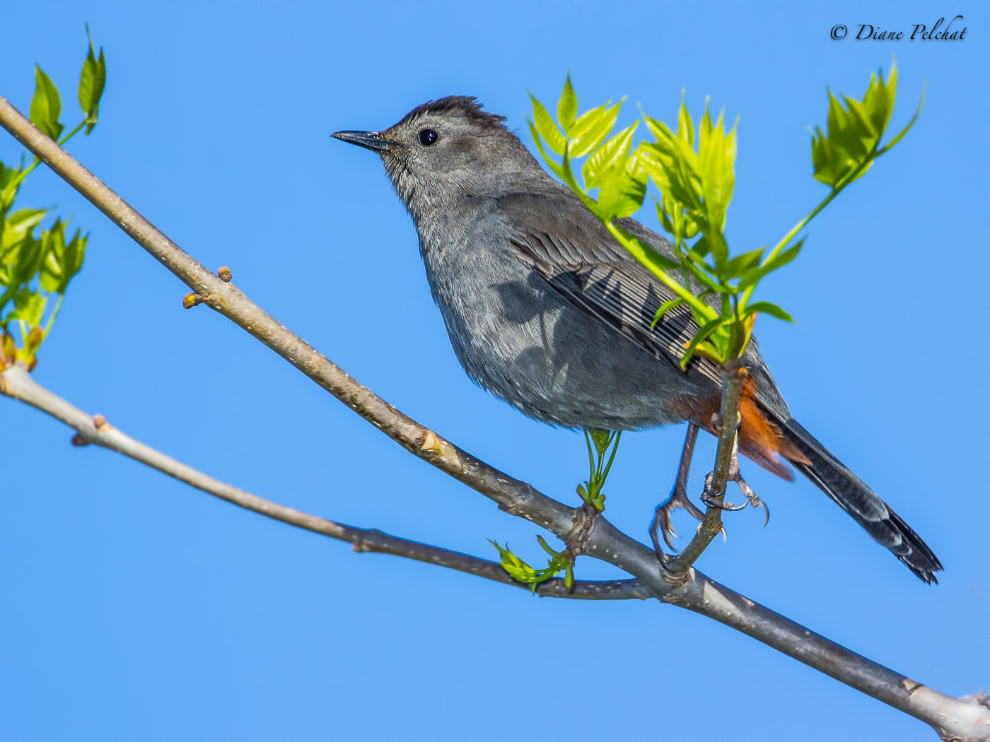 Canon EF 300mm F2.8L IS II USM sample photo. Gray catbird- moqueur chat photography