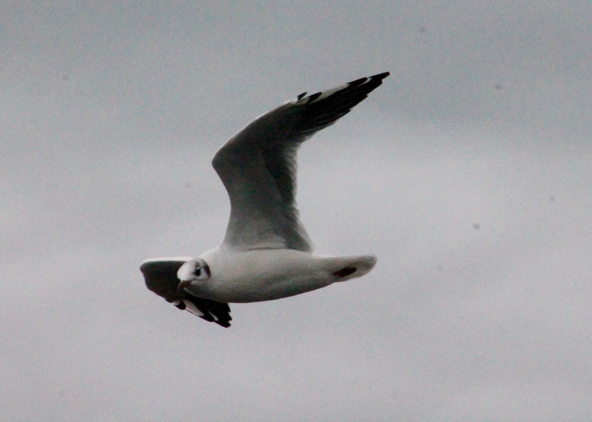 Canon EF75-300mm f/4-5.6 sample photo. Eyeballed by a passing seagull photography