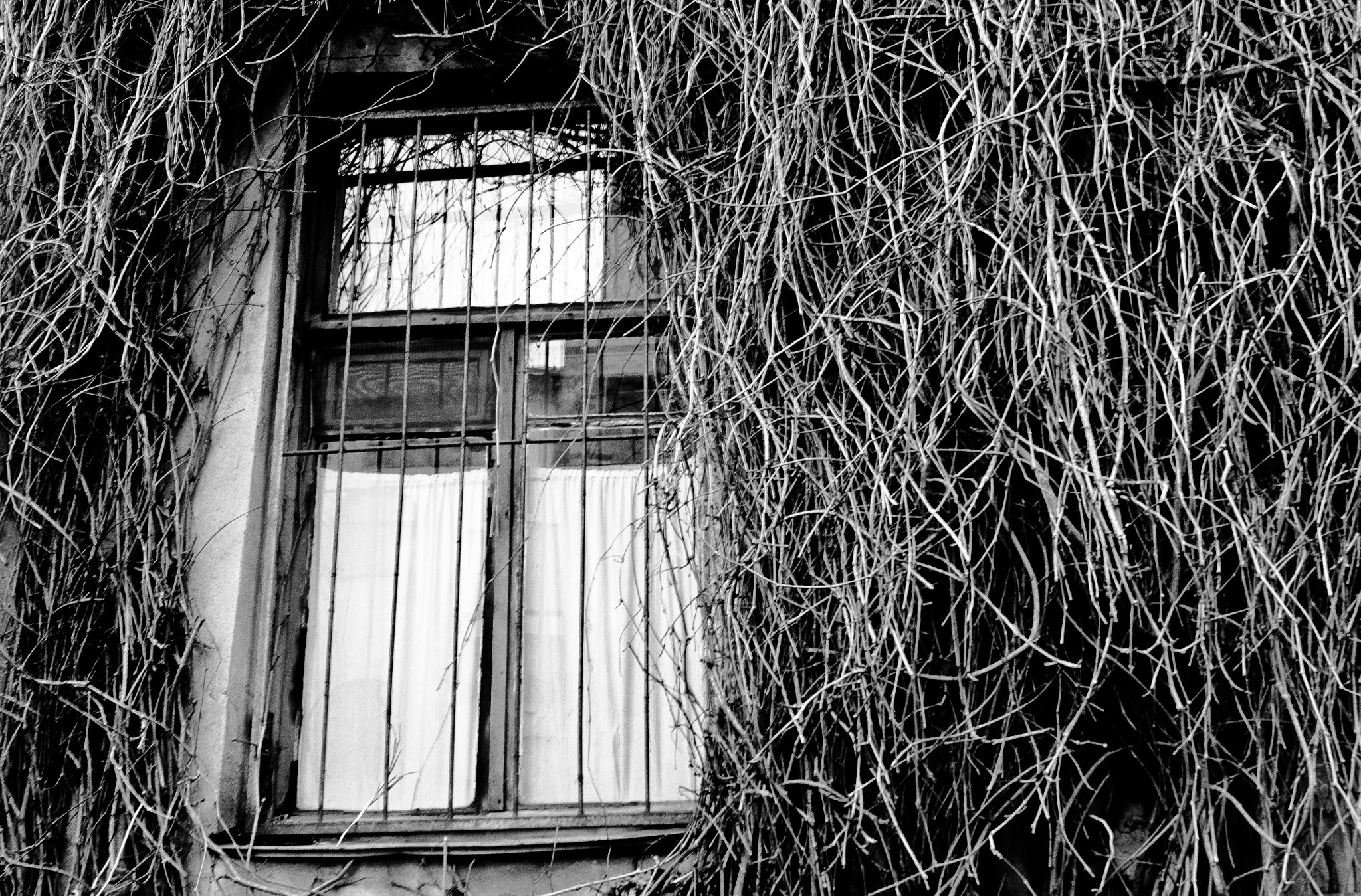 Sony Alpha DSLR-A550 + Sony DT 18-55mm F3.5-5.6 SAM sample photo. Thicket photography
