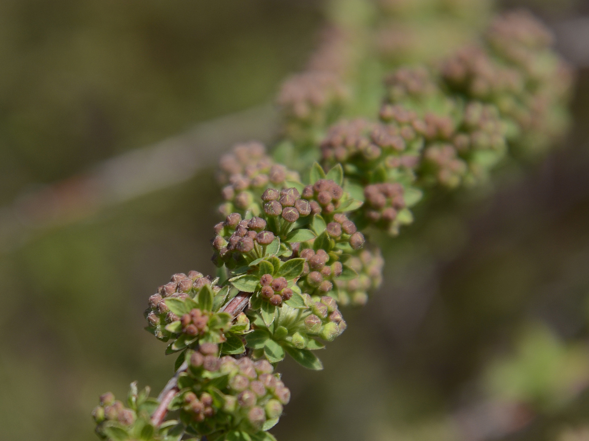 Sigma 150-500mm F5-6.3 DG OS HSM sample photo. Flowers photography