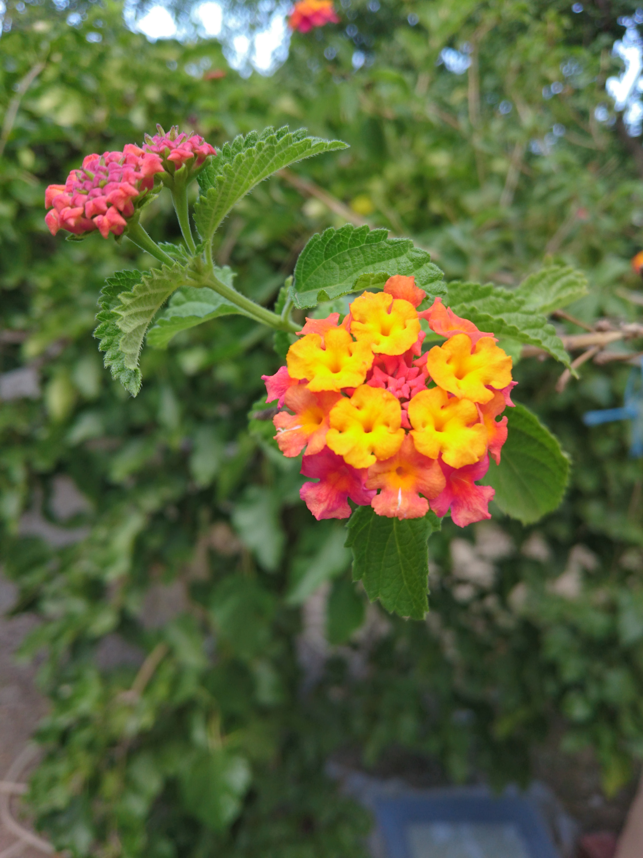 Sony Xperia Z3+ sample photo