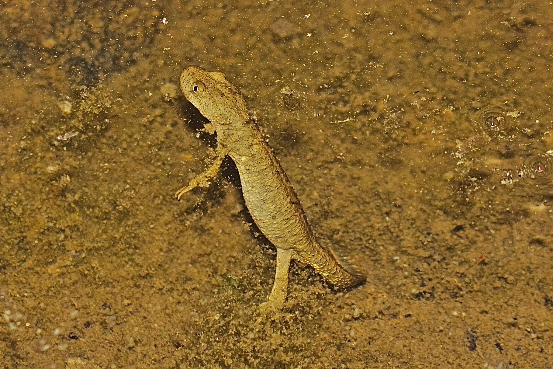 Canon EOS 500D (EOS Rebel T1i / EOS Kiss X3) sample photo. Calotriton asper/pyrenean newt/tritón pirenaico photography