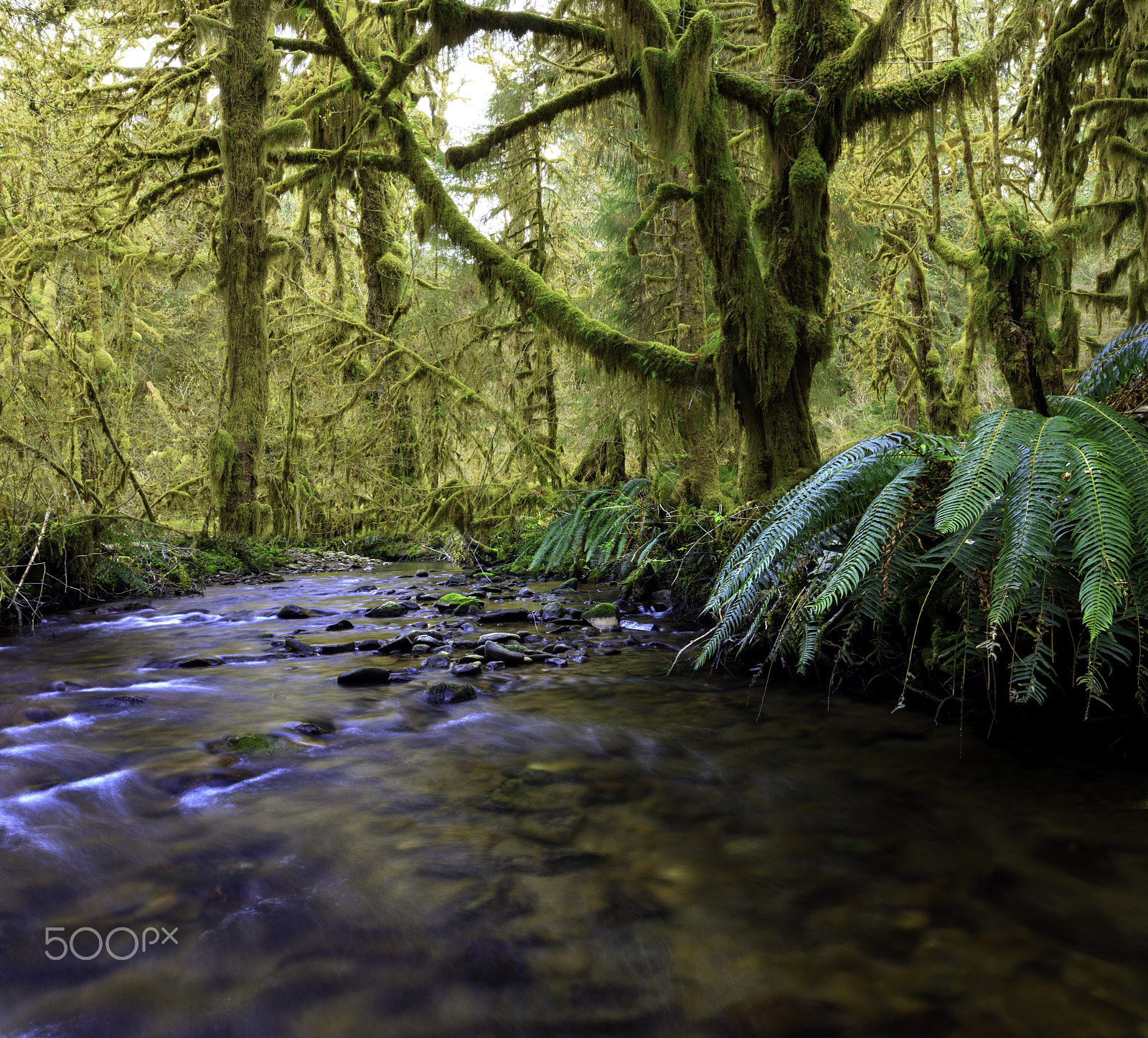 Canon TS-E 24.0mm f/3.5 L II sample photo. The lost river photography