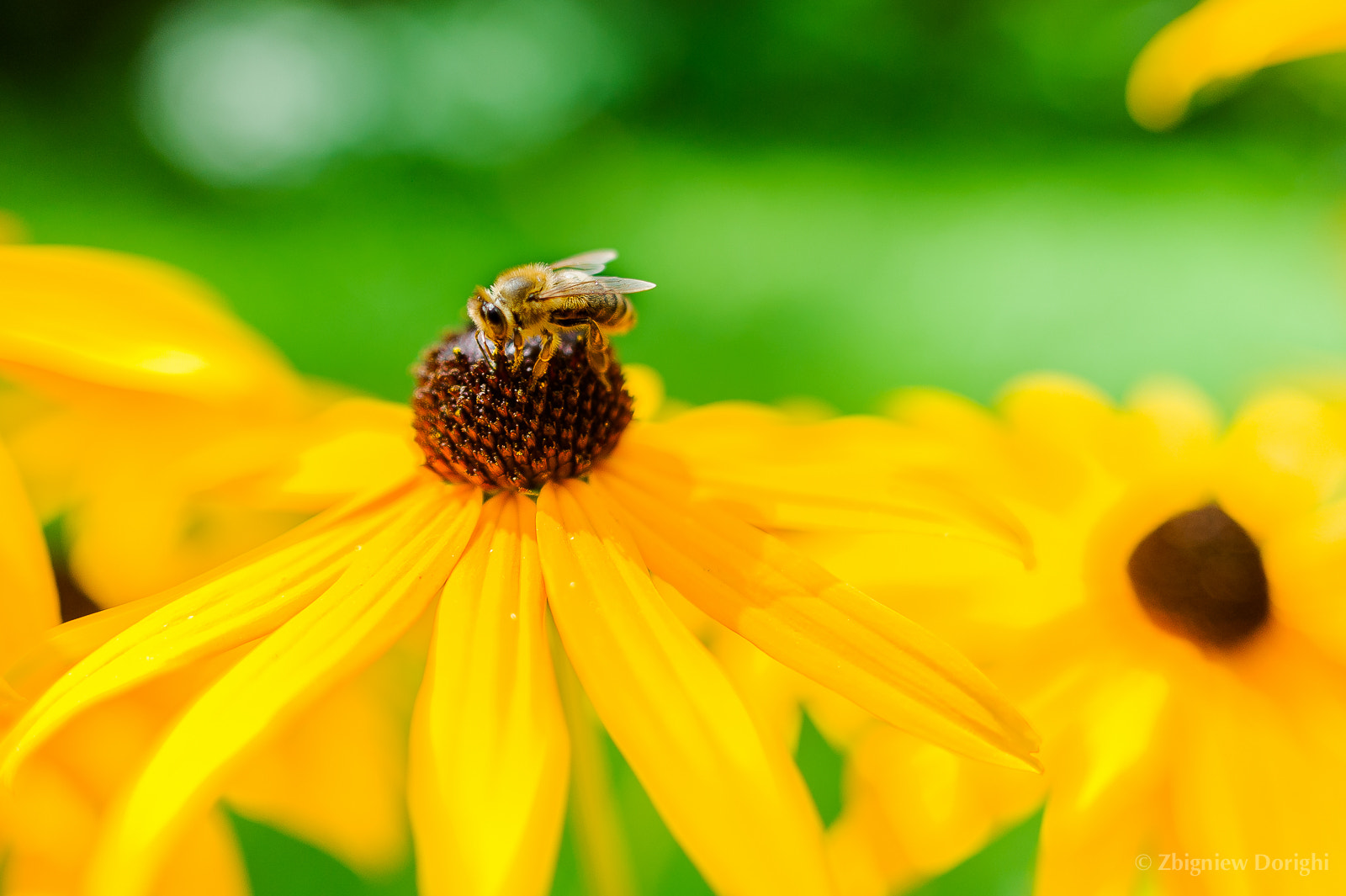 Nikon D700 + Sigma 24mm F1.8 EX DG Aspherical Macro sample photo. Bee on flower photography