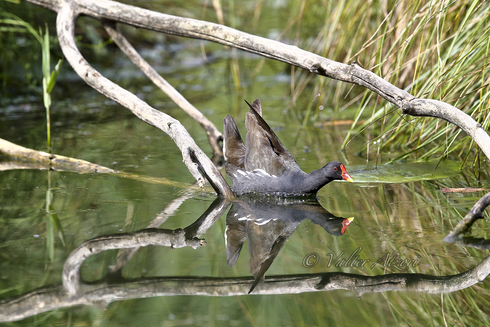 Canon EOS-1D X + Canon EF 400mm F2.8L IS II USM sample photo. Gallinella chlropus photography