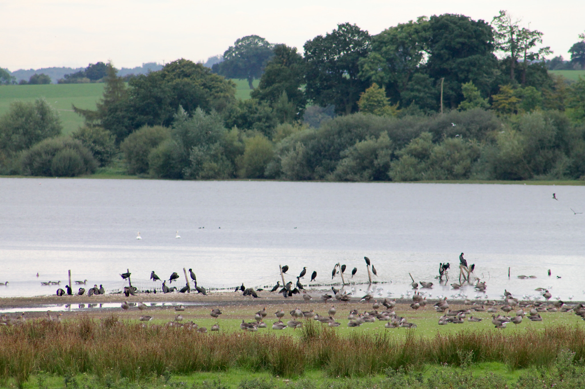 Canon EF75-300mm f/4-5.6 sample photo. Popular quiet place on blithfield for waterfowl to take refuge. photography