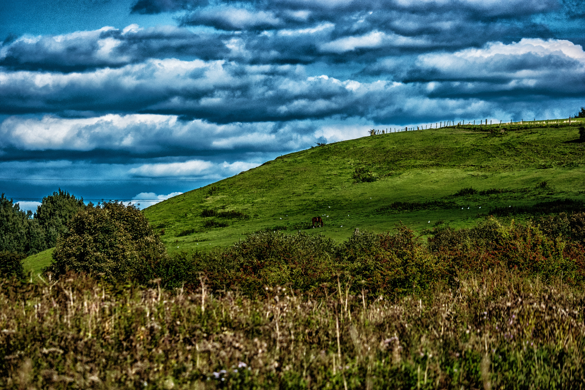 Samsung NX500 + NX 50-200mm F4-5.6 sample photo. Horse on a hill (bolton) photography