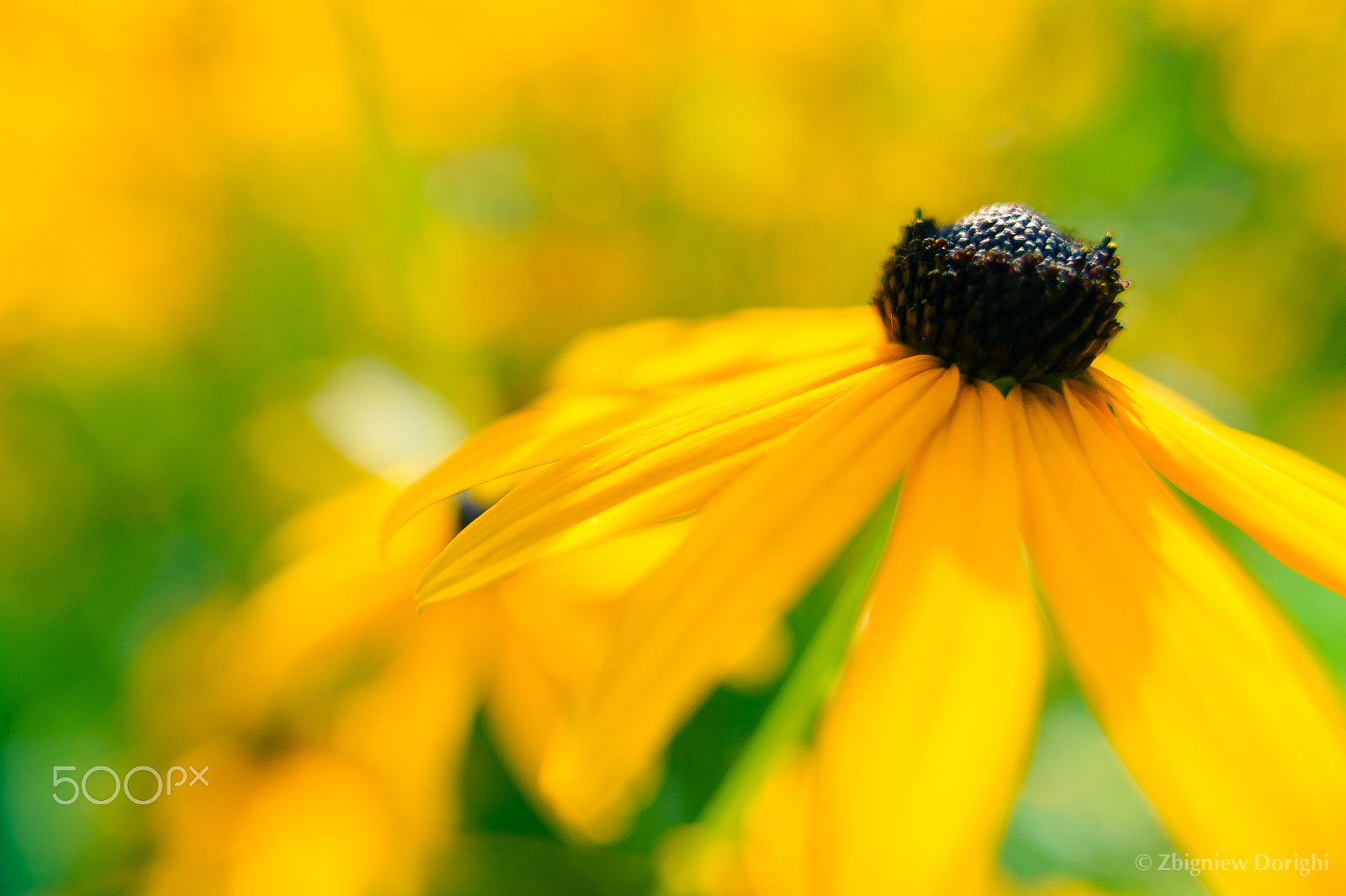 Nikon D700 + Sigma 24mm F1.8 EX DG Aspherical Macro sample photo. Flower photography