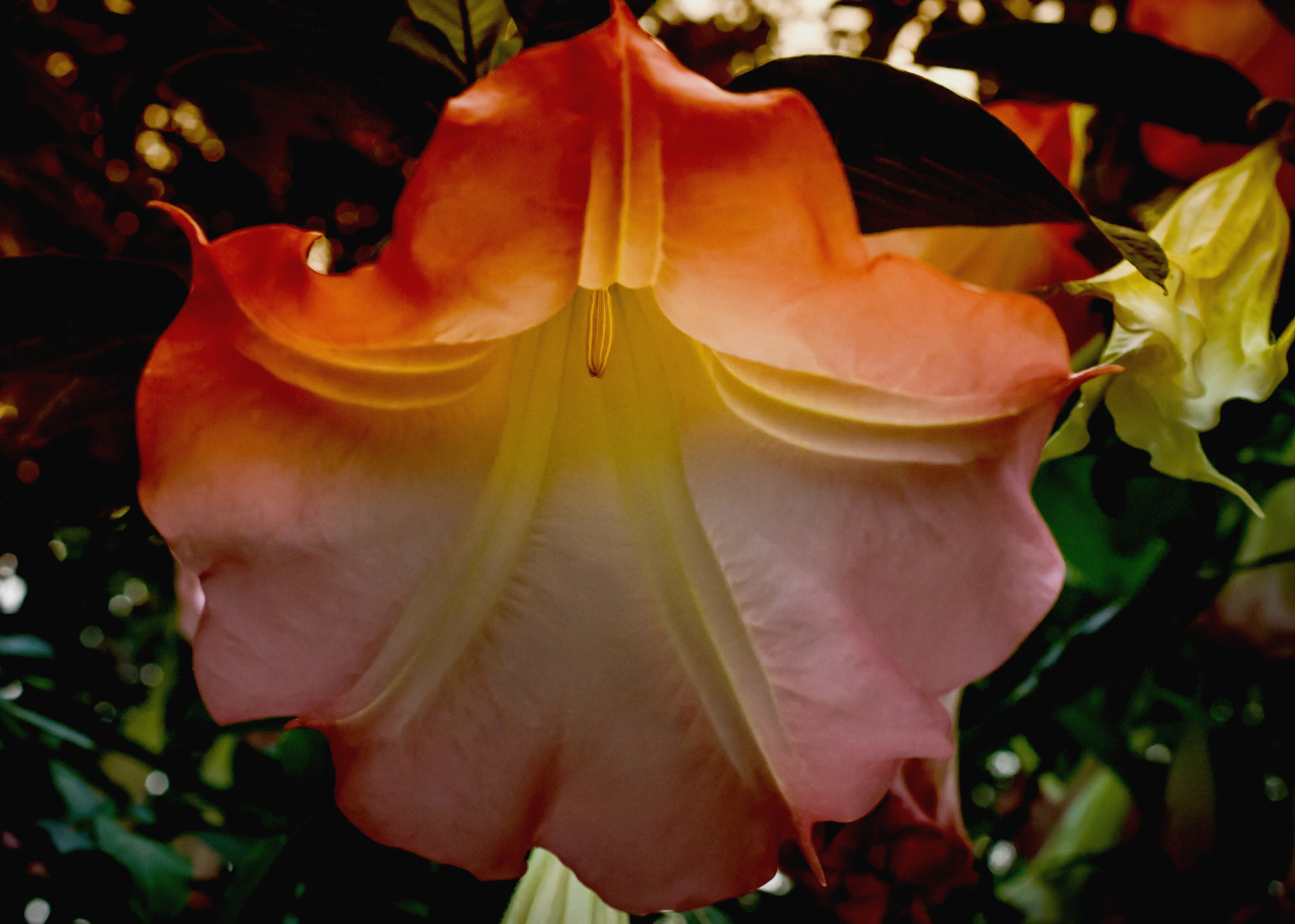 Nikon AF-S DX Micro Nikkor 40mm F2.8 sample photo. Deadly poisonous photography