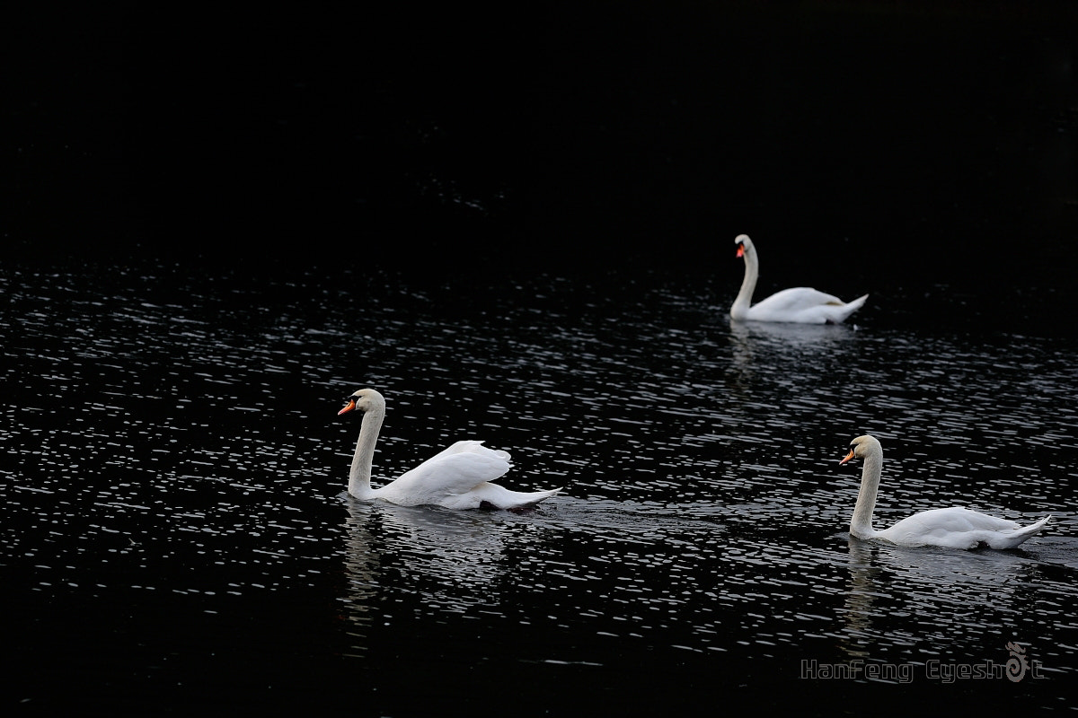 Nikon D700 + Nikon AF Micro-Nikkor 200mm F4D ED-IF sample photo. 天鹅来袭 photography
