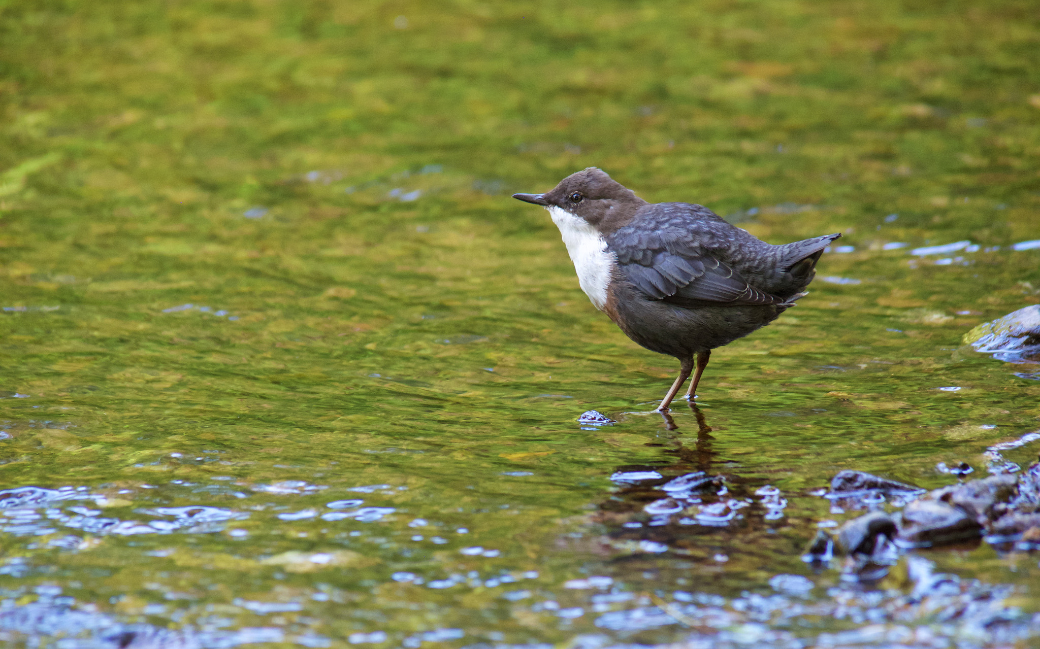 Olympus Zuiko Digital ED 90-250mm F2.8 sample photo. European dipper photography