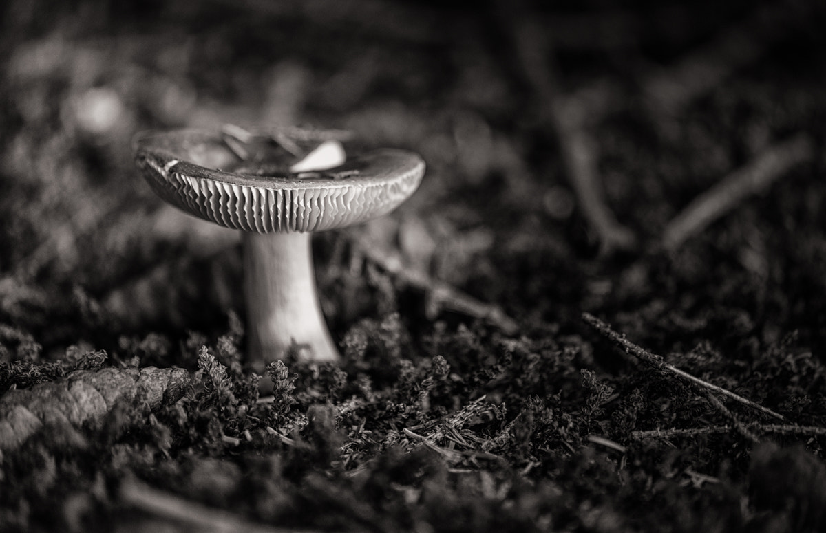 Sony 75-300mm F4.5-5.6 sample photo. Mushroom photography