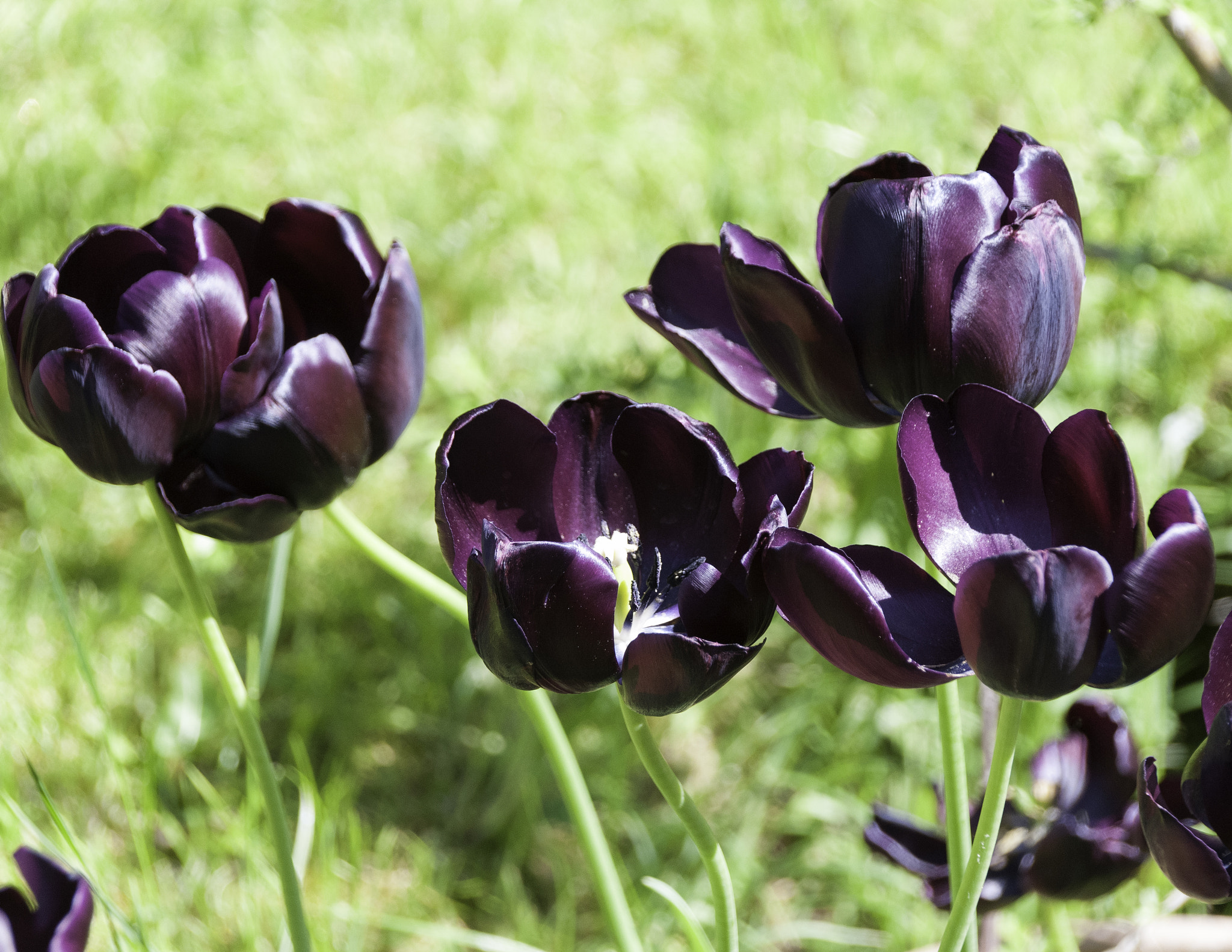 Sigma 18-250mm F3.5-6.3 DC Macro OS HSM sample photo. Purple photography